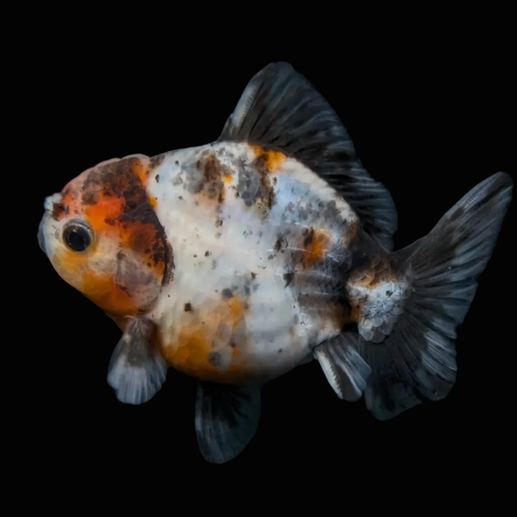 Thai Oranda Shogun Calico 4" in. ID#626SG7A-005