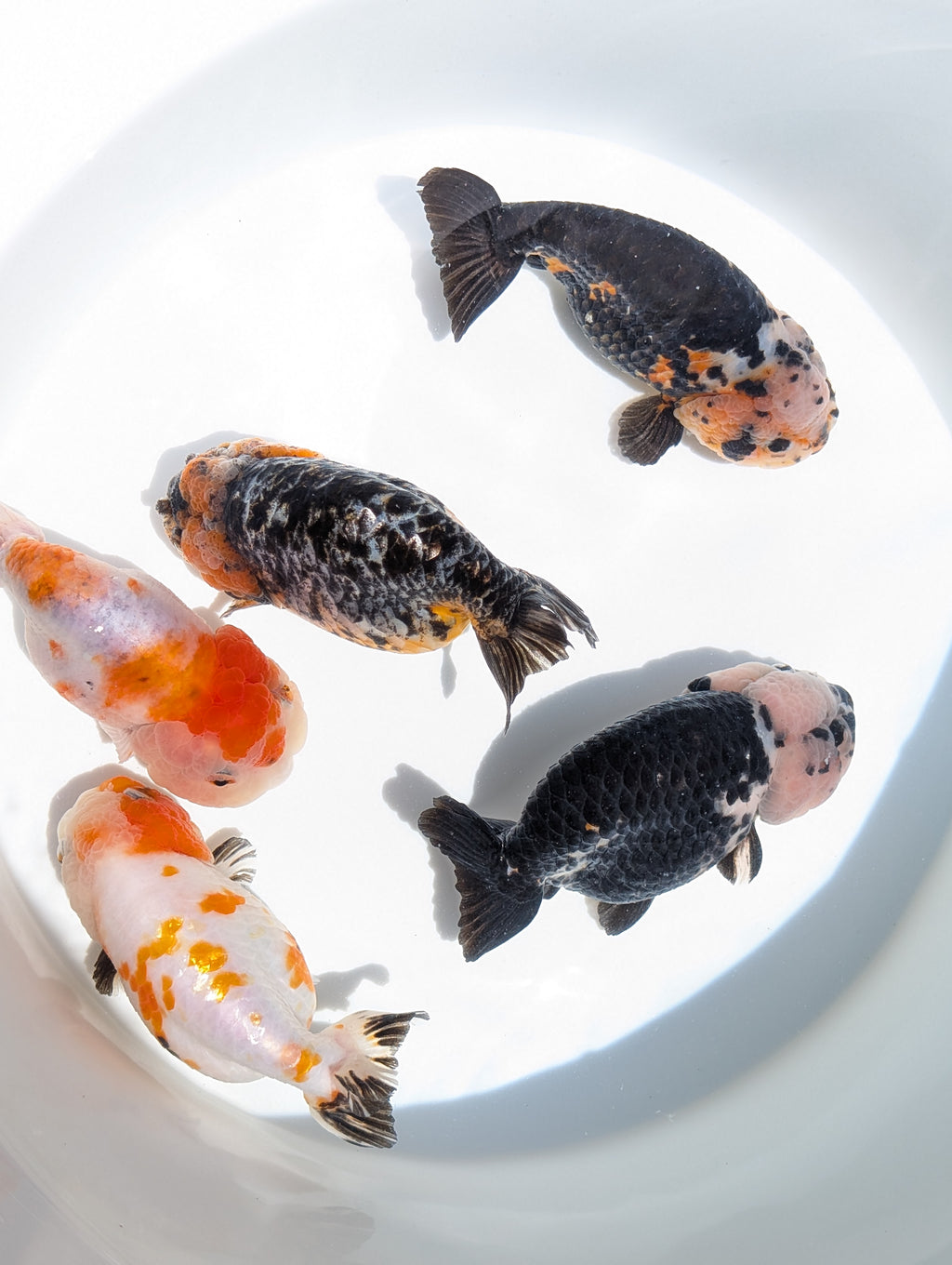 Jumbo Ranchu Sakura 4.5"-5" in. ID#828R8A-054