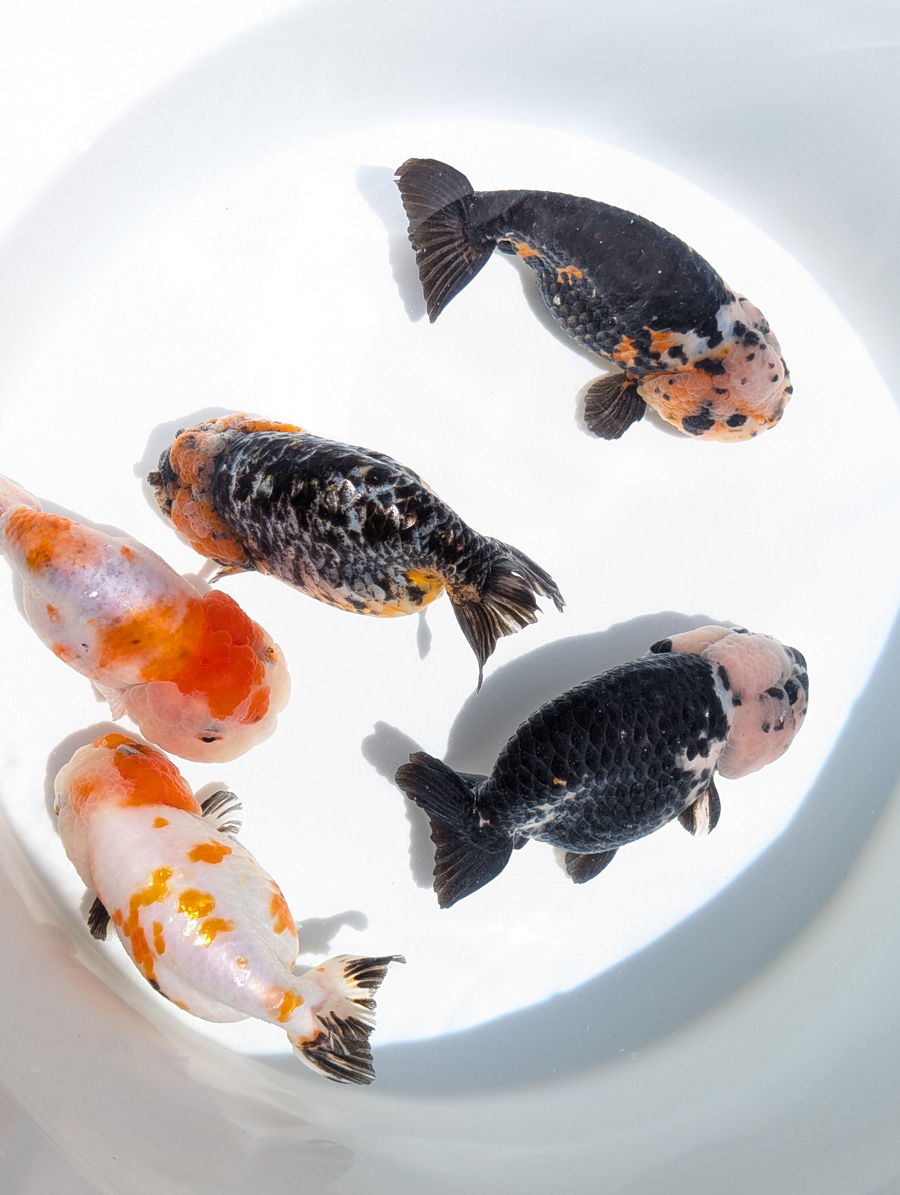 Jumbo Ranchu Sakura 4.5"-5" in. ID#828R8A-054