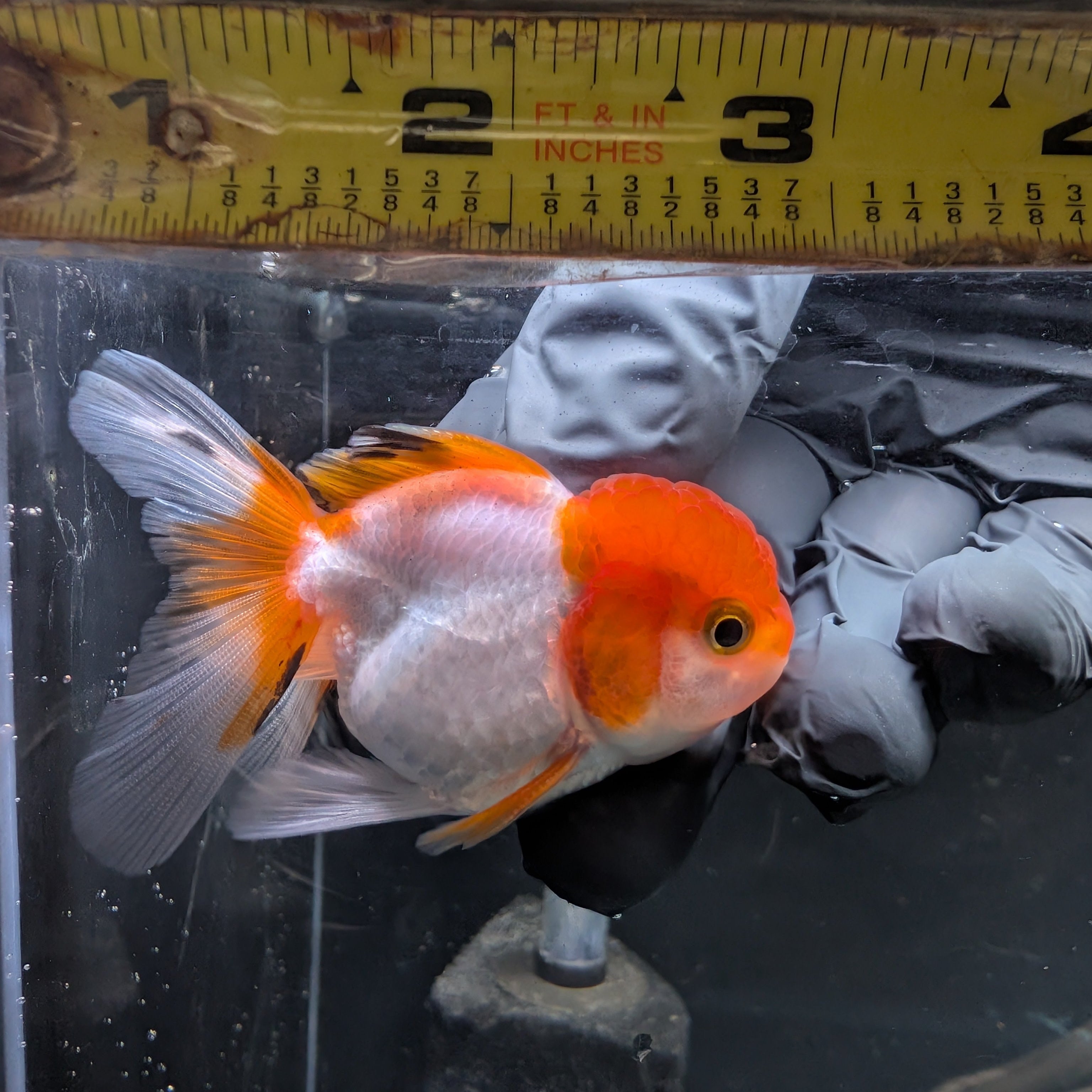 Juvenile Oranda Tricolor 3.5"-4" in.  ID#417T7A-007