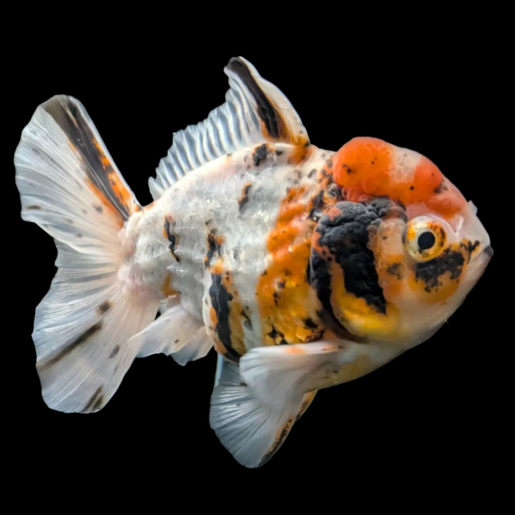 Jumbo Oranda Shogun Style Short Body Calico  5"-5.5" in. ID#130R2B-015