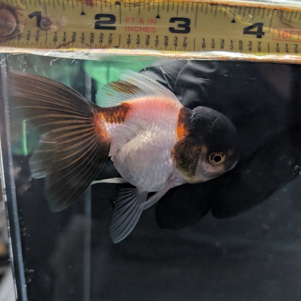 Juvenile Oranda Panda 3.5"-4" in.  ID#327T13b-036