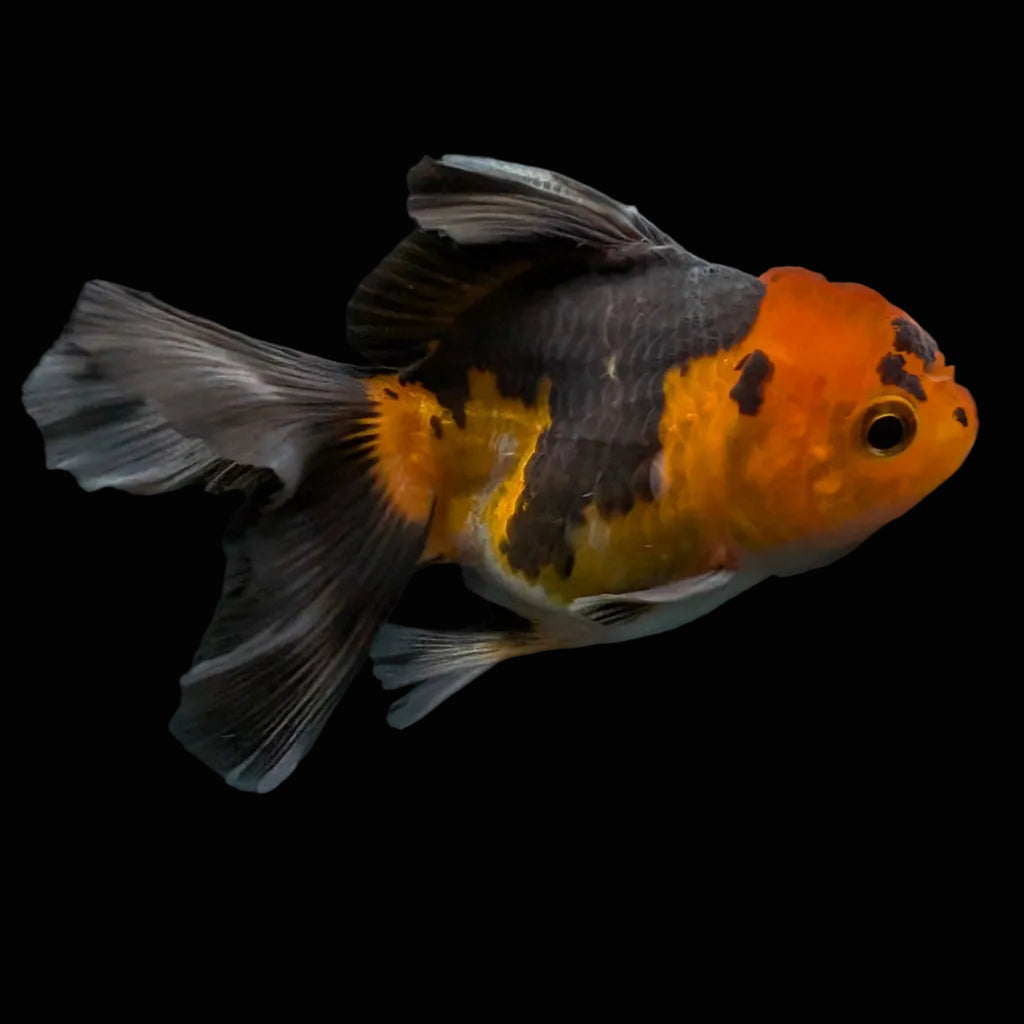 Thai Juvenile Oranda Tricolor 3"-3.5" in.  ID#626T1A-006
