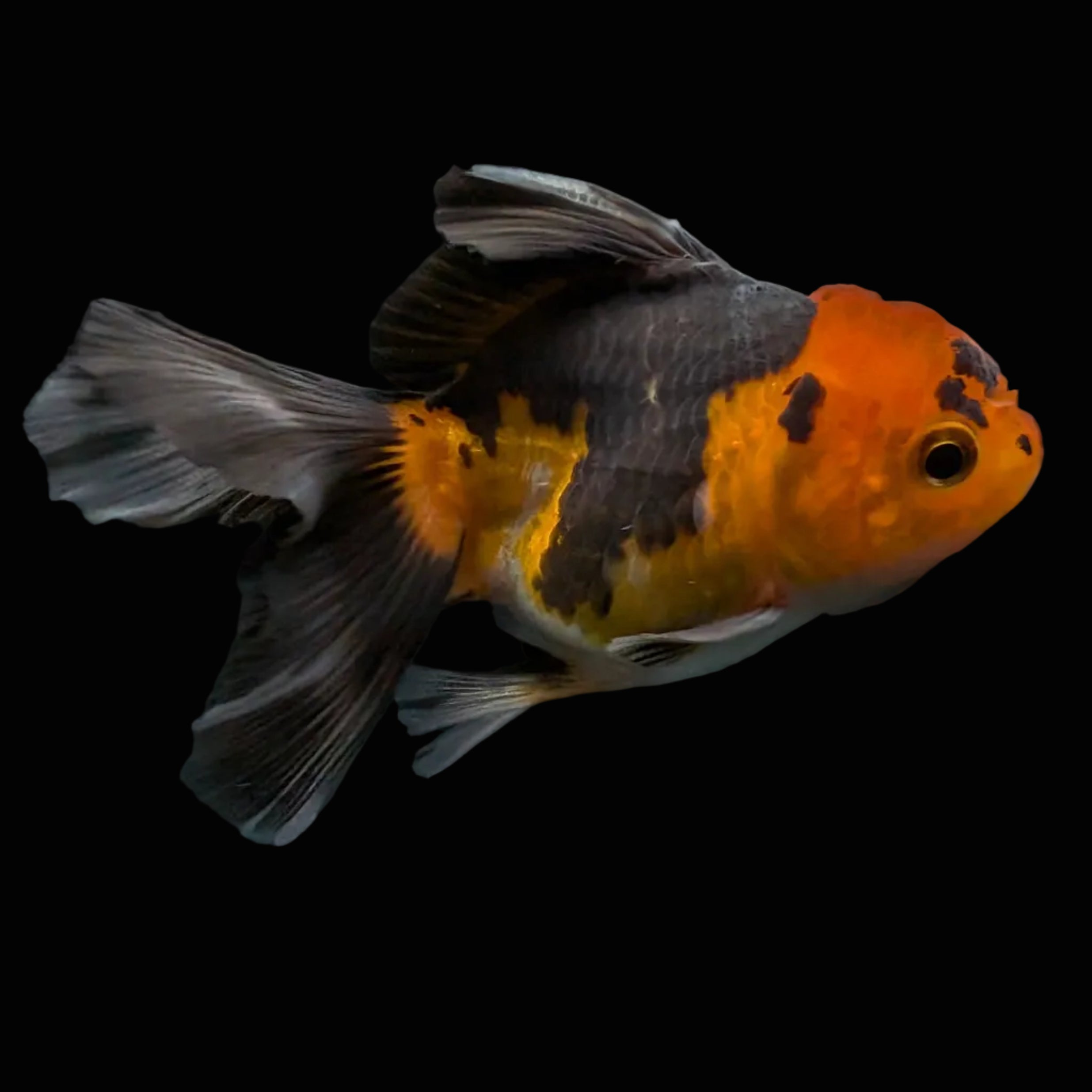 Thai Juvenile Oranda Tricolor 3"-3.5" in.  ID#626T1A-006