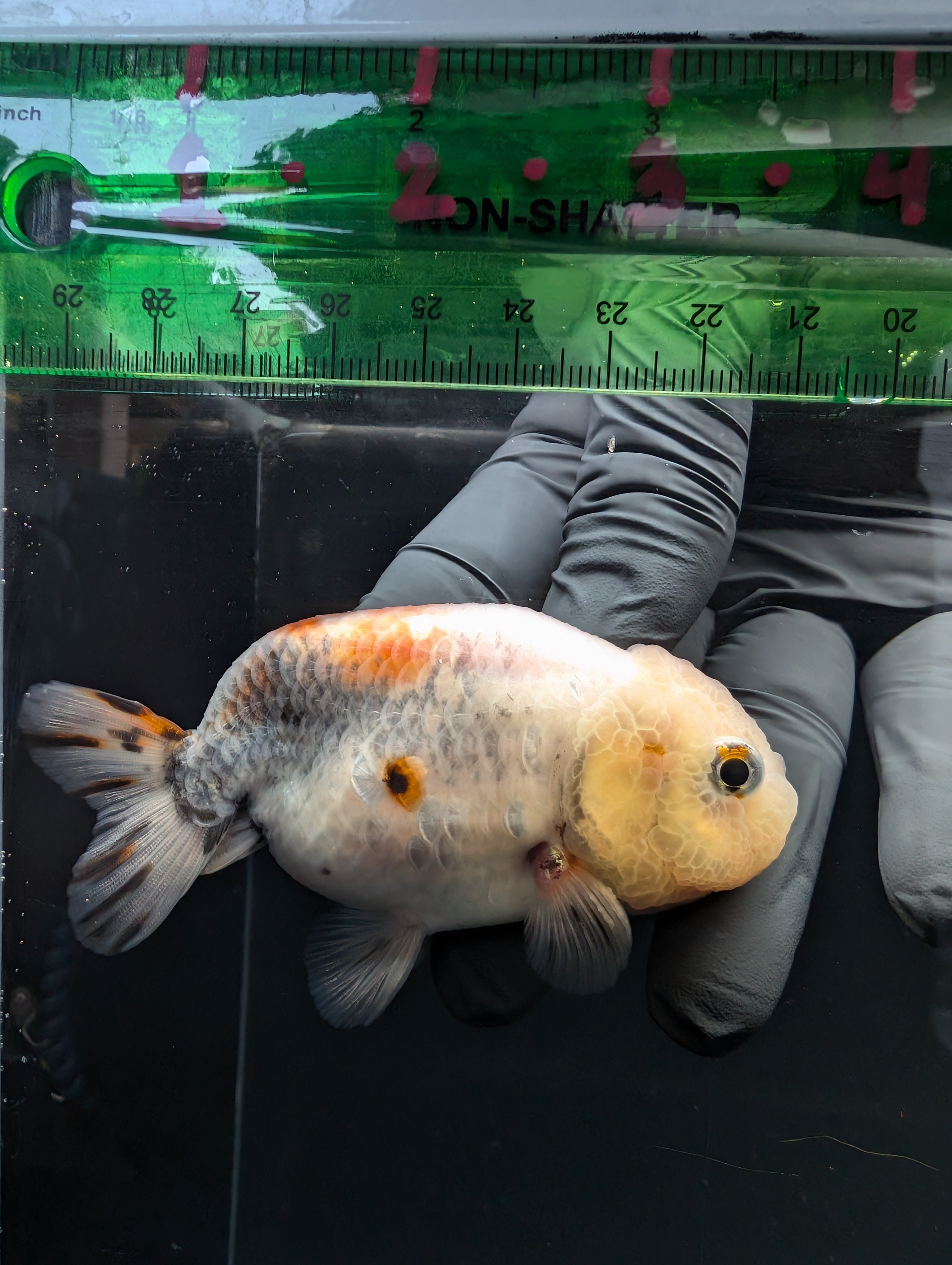 Jumbo Ranchu Calico 3.5"- 4" in. ID#717R8A-004