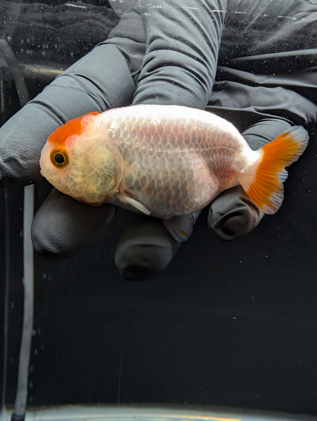 Baby Ranchu Red White 2.5"-3" in. ID#529R4A-056