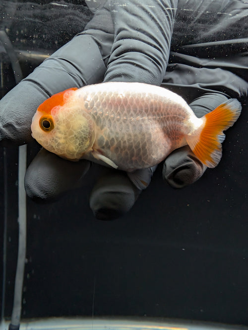 Baby Ranchu Red White 2.5"-3" in. ID#529R4A-056