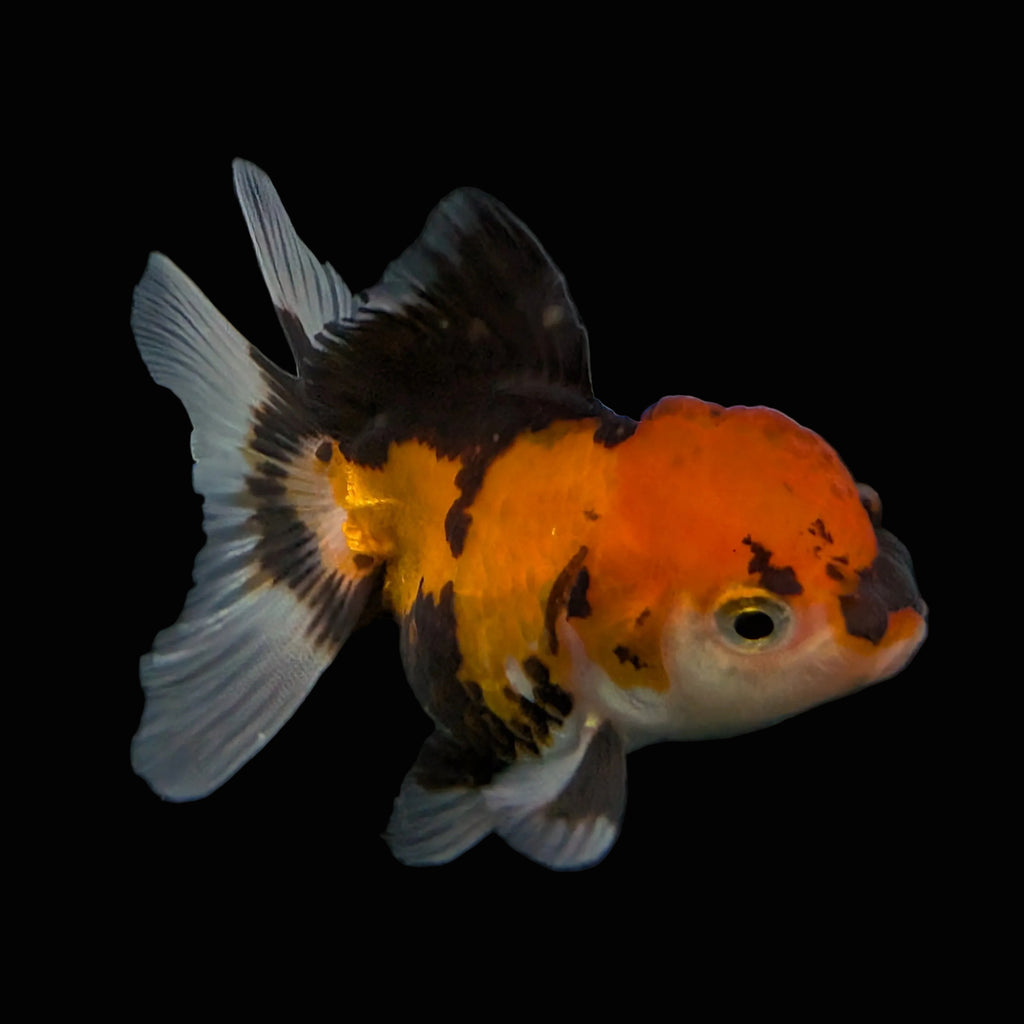 Thai Juvenile Oranda Tricolor 3"-3.5" in.  ID#626T1A-008