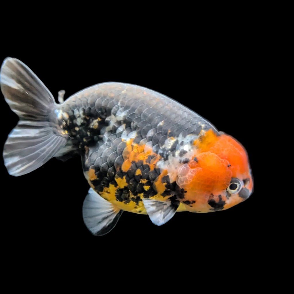 Jumbo Ranchu AA Grade *Special Color Calico 5" in. ID#116R4B-03