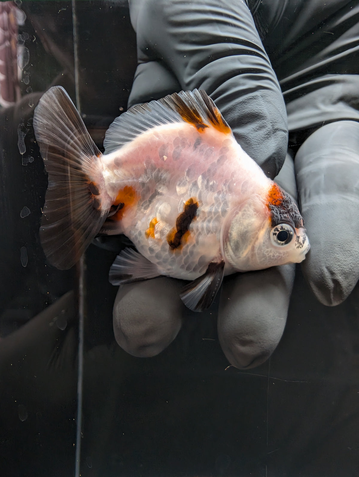 Baby Thai Shogun Oranda Tiger Panda 2"-2.5" in. ID#1023BSG11A-031