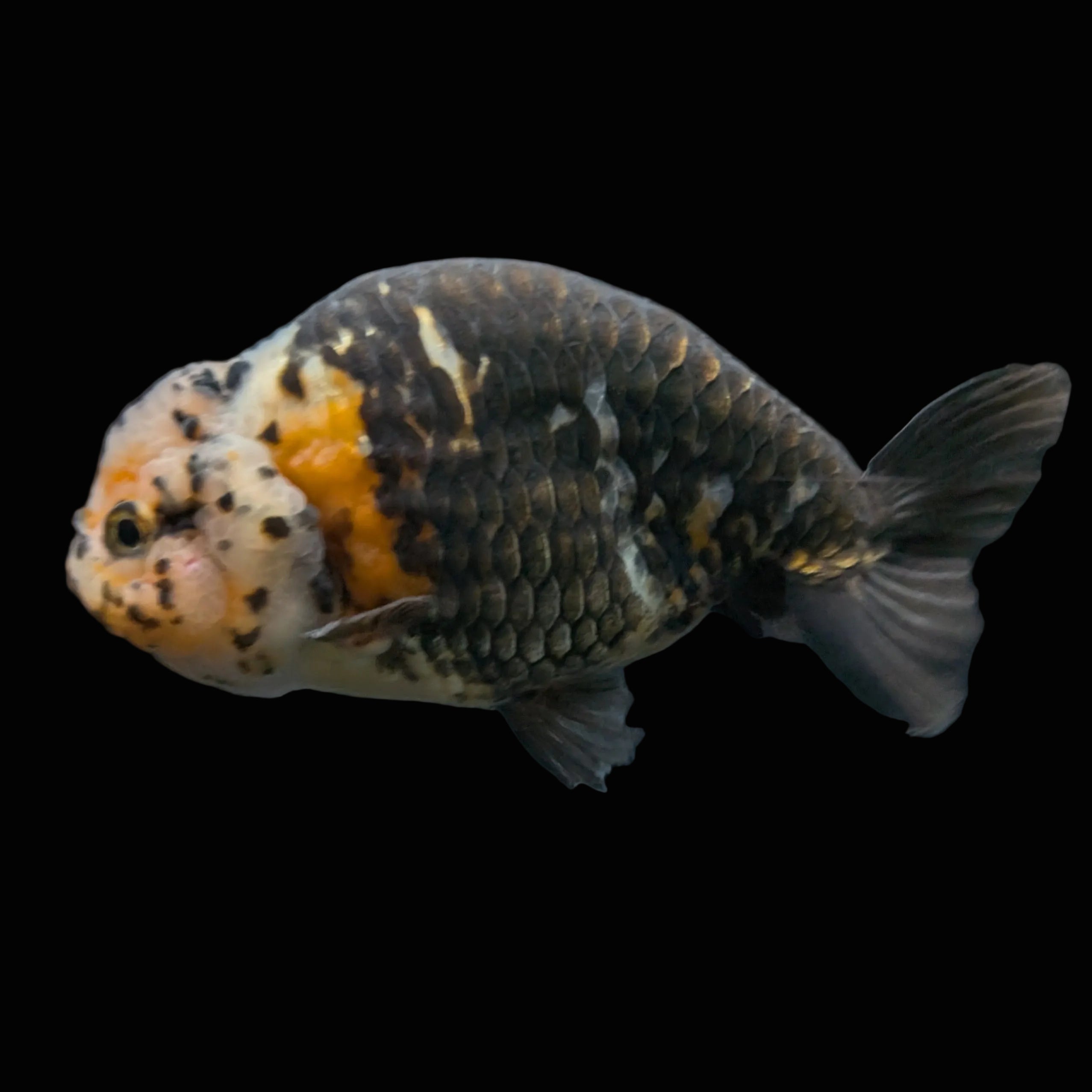 Jumbo Ranchu Calico 4.5"-5" in. ID#828R8A-055