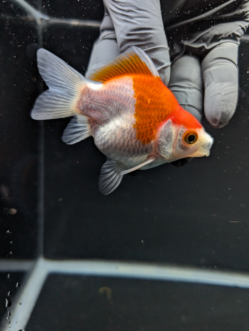 Tamasaba Red White 3"-3.5" in. ID#1009TM1B-012