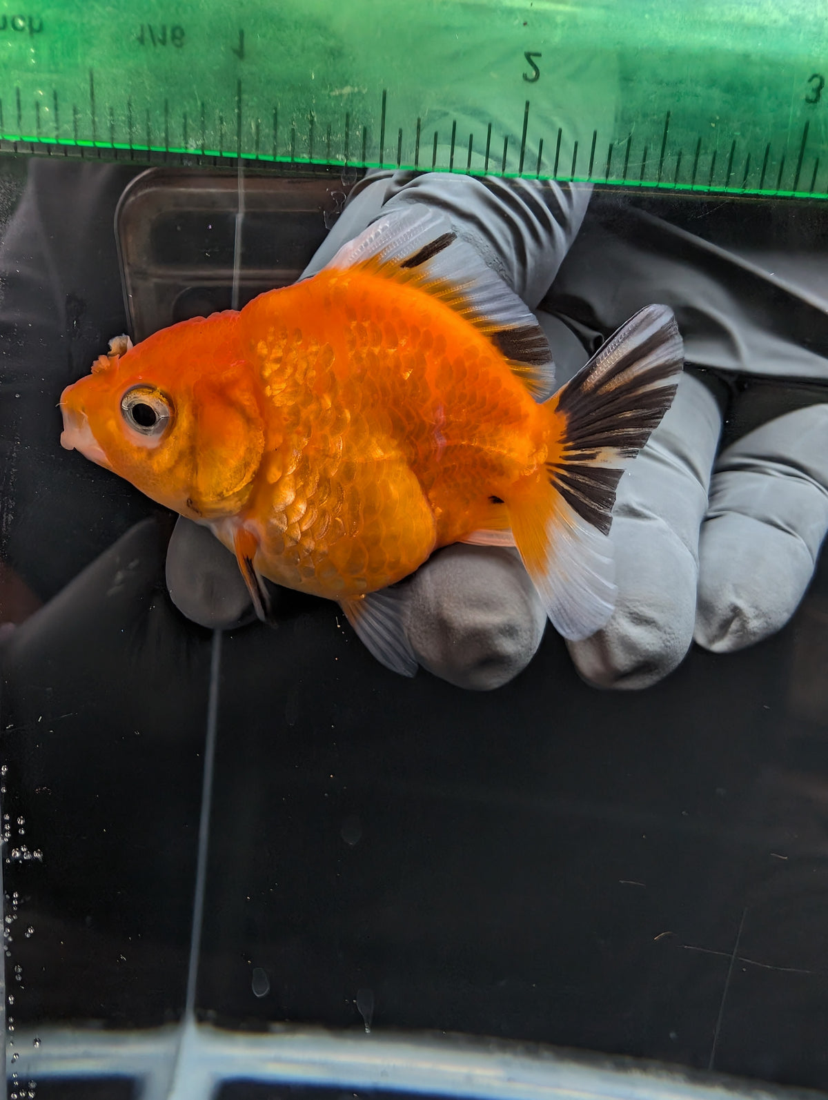 Baby Thai Shogun Oranda Tricolor 2"-2.5" in. ID#1023BSG11A-029