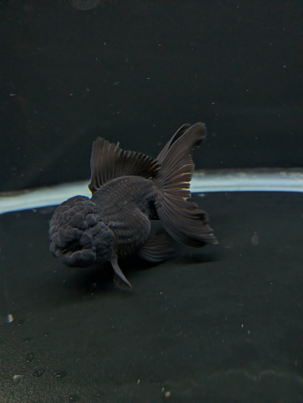 Thai Oranda Godzilla Black 3.5"-4"in.  ID#1023T1A-028