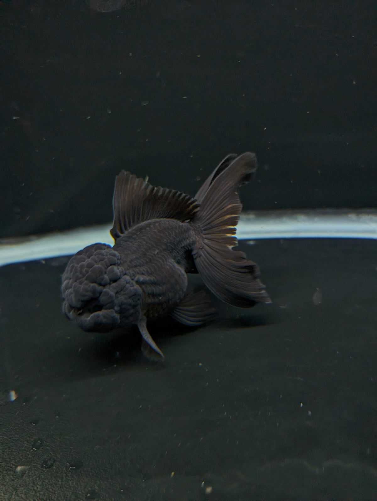 Thai Oranda Godzilla Black 3.5"-4"in.  ID#1023T1A-028