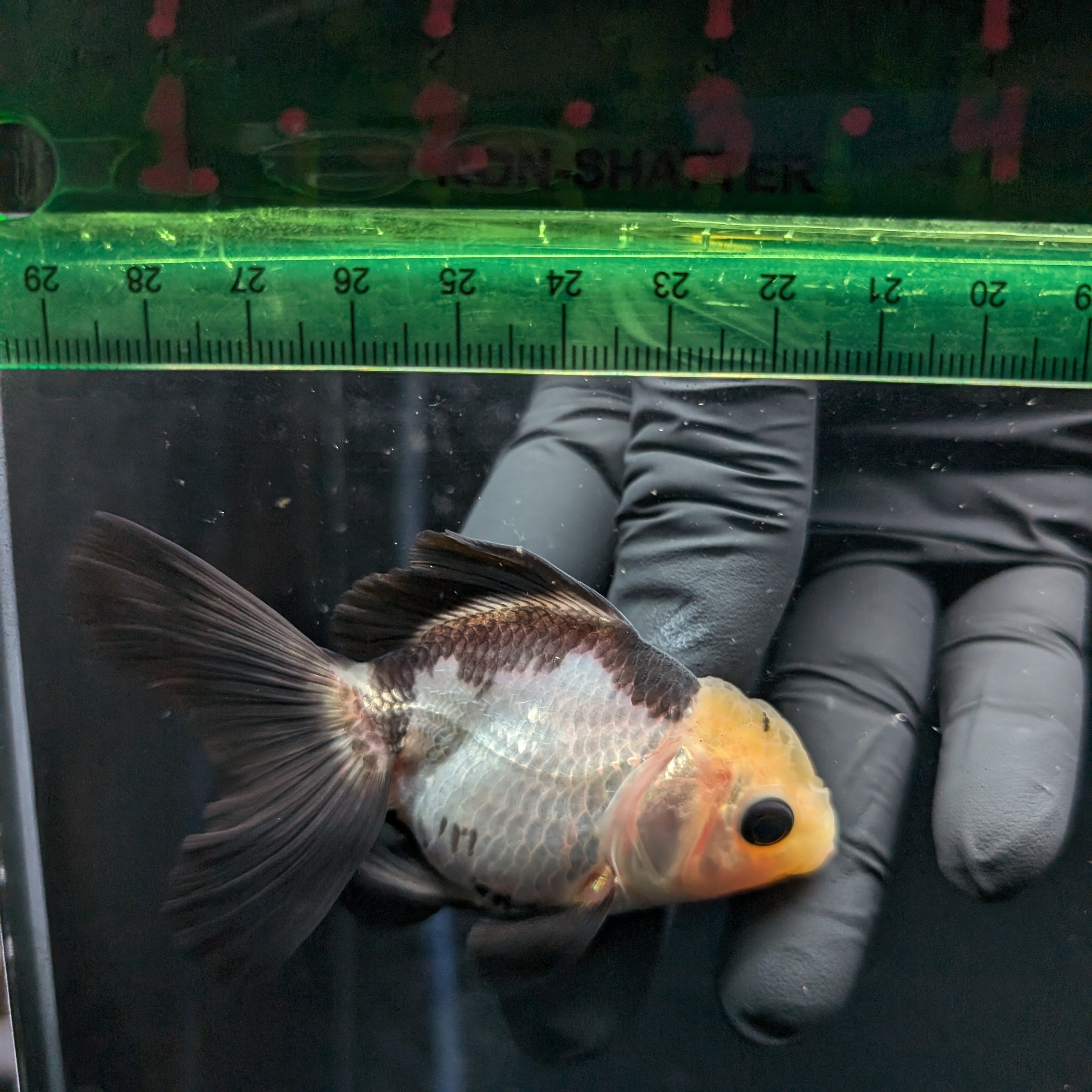 Thai Juvenile Oranda Panda 3"-3.5" in.  ID#626T1A-007