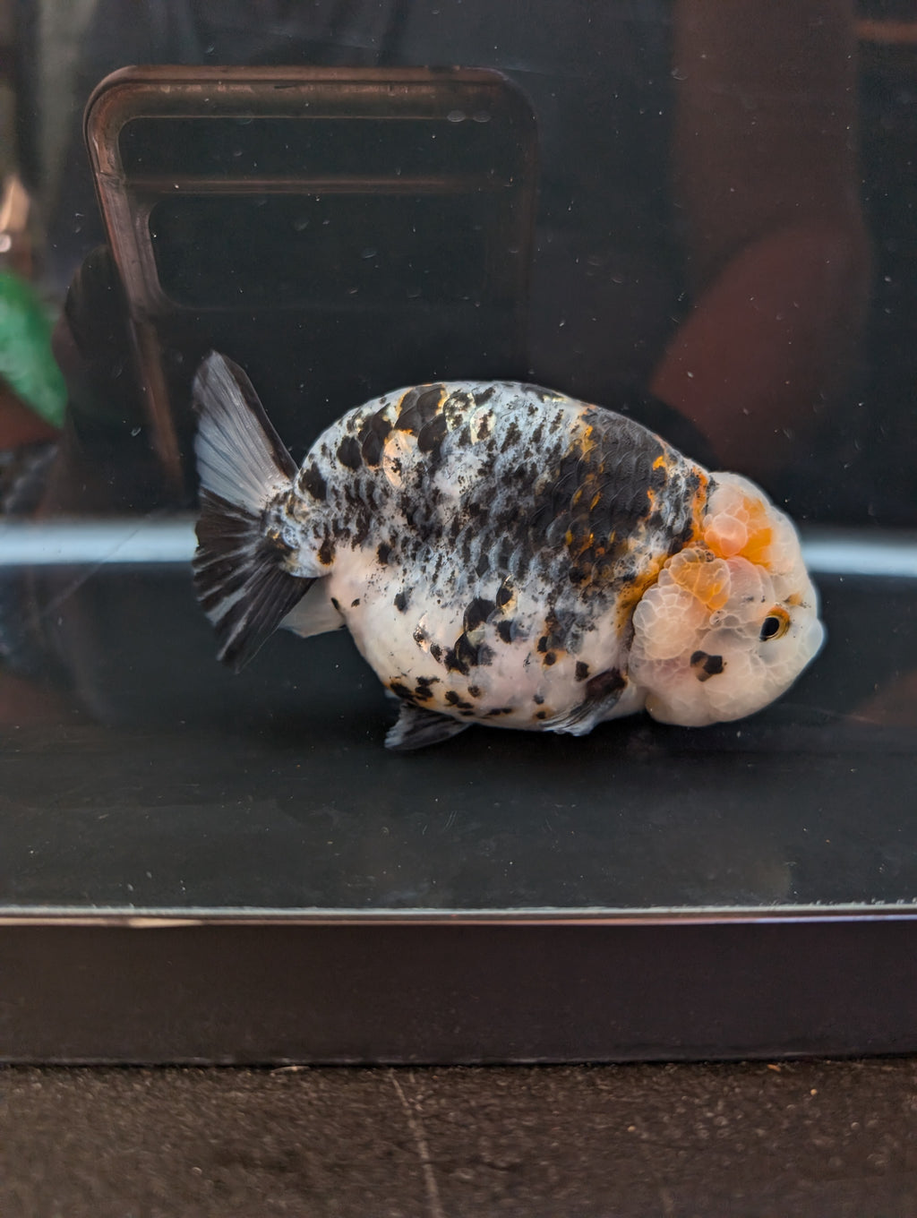 Jumbo Ranchu Kirin Calico 4.5"-5" in. ID#814R8A-024