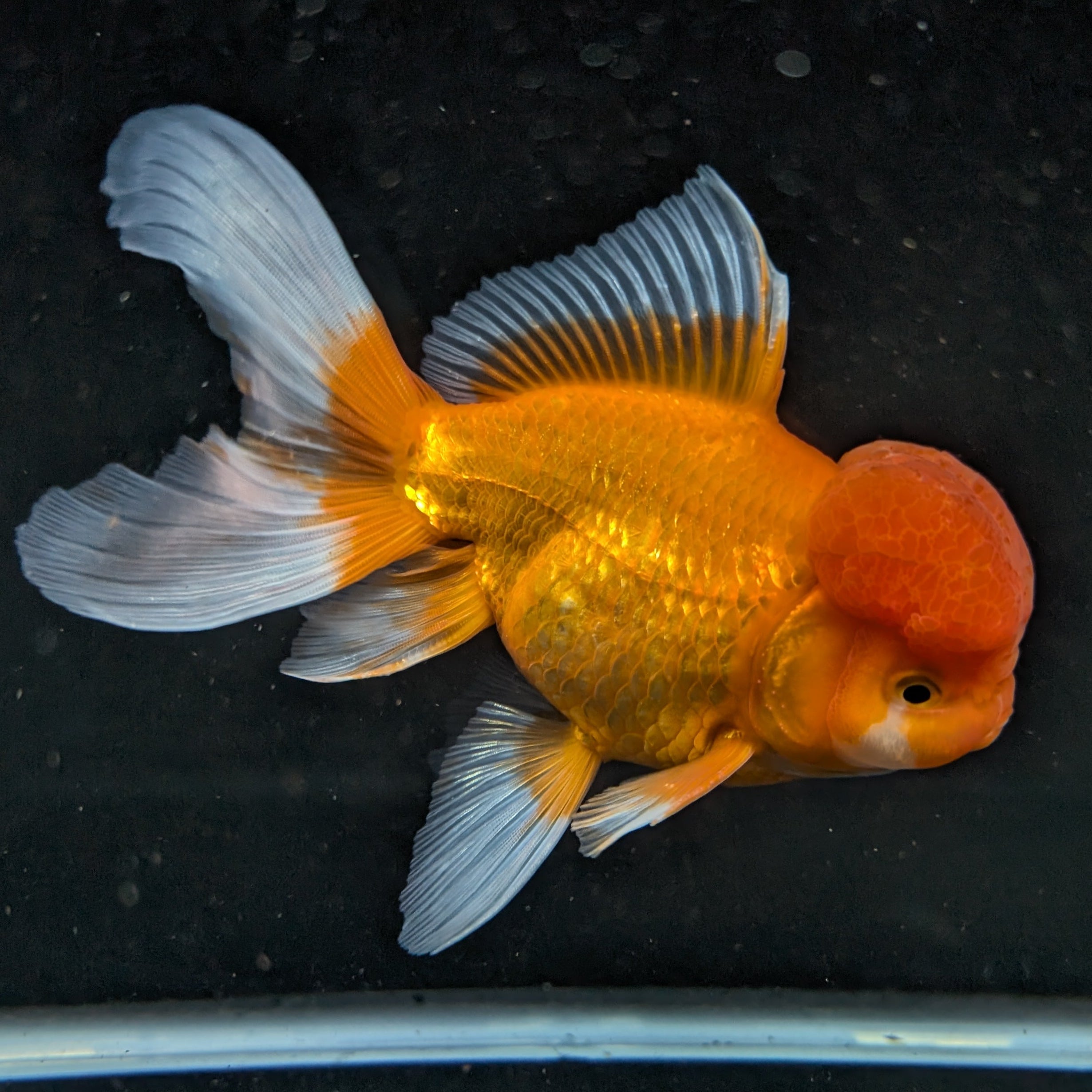 Jumbo Oranda Red White 6.5"-7"in.  ID#515T5B-001