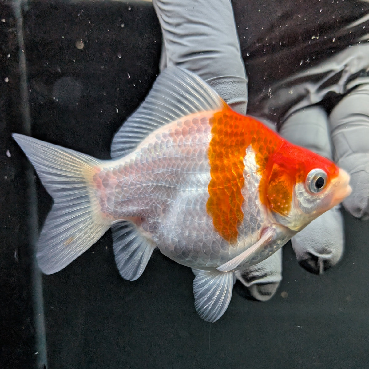 Tamasaba Red White 3"-3.5" in. ID#1009TM1B-008