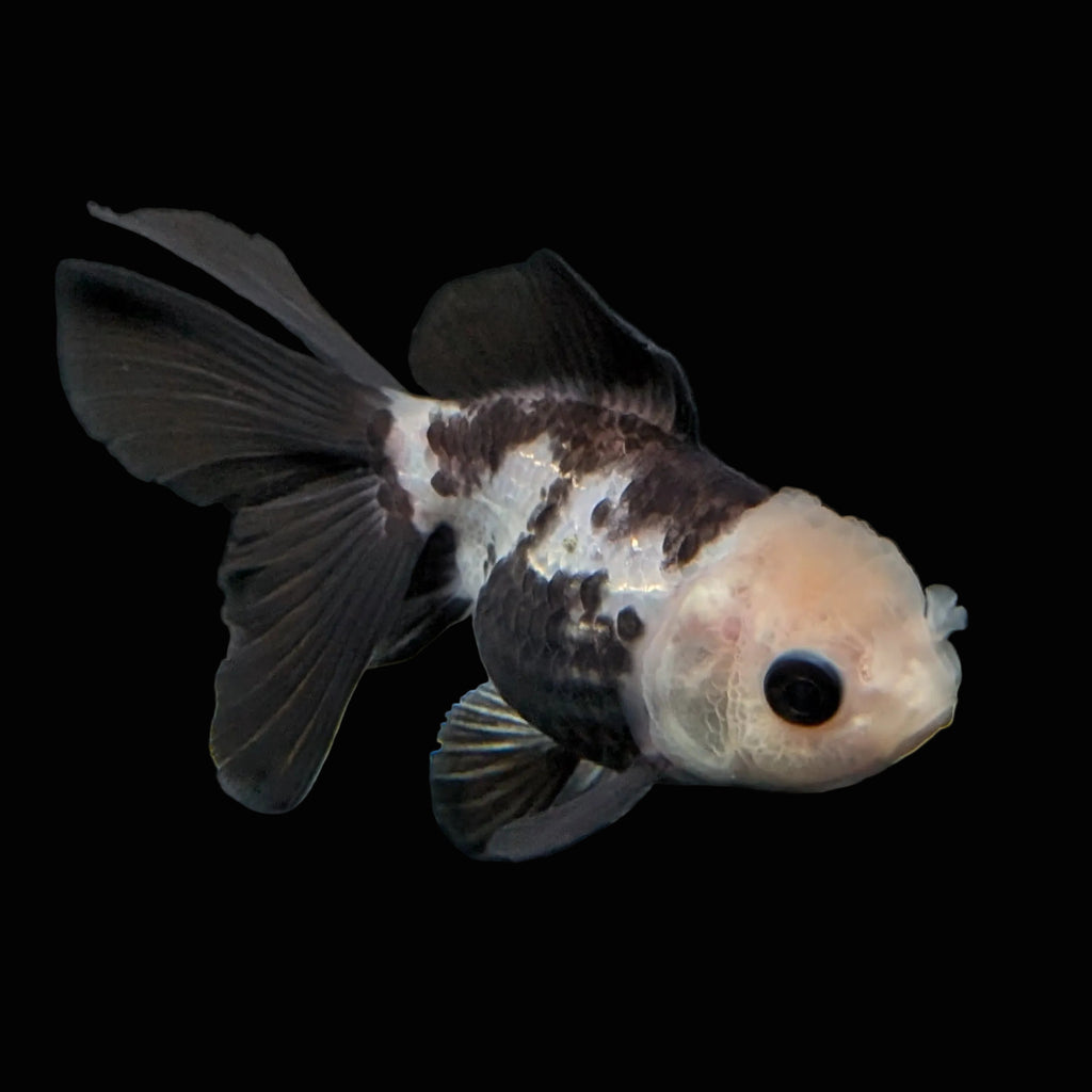 Thai Baby Oranda Panda 3"in.  ID#807T1A-001