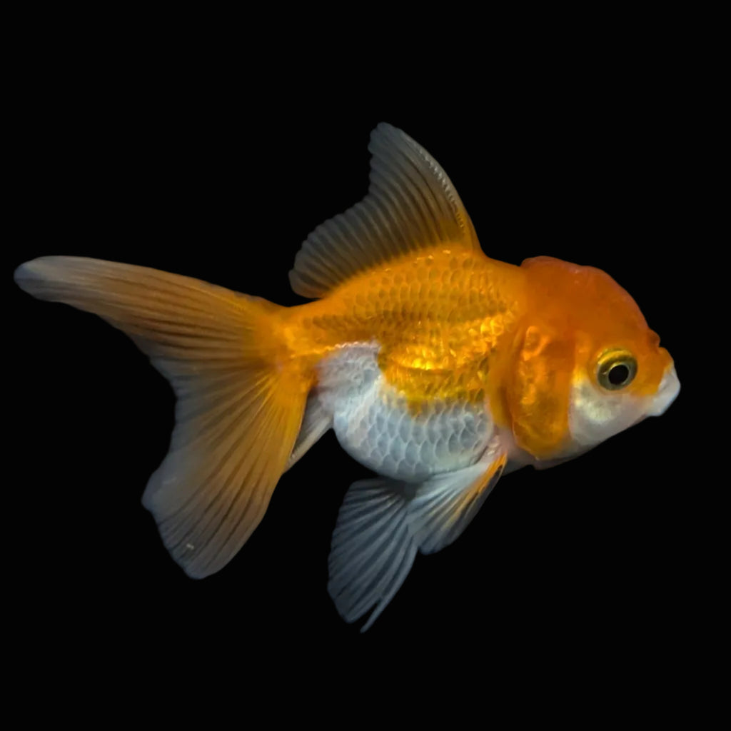 Thai Juvenile Oranda Red White 3"-3.5" in.  ID#724T1A-028