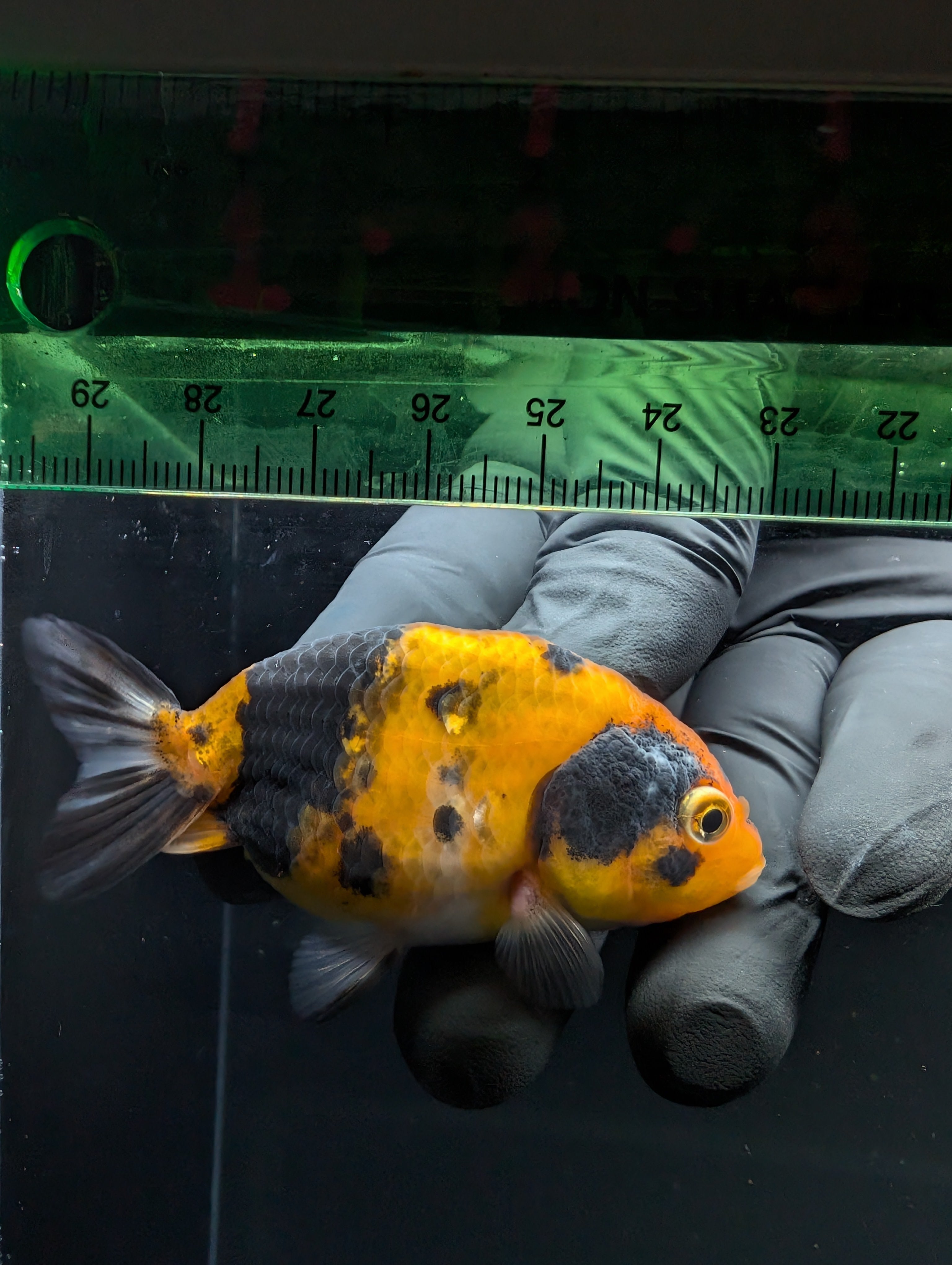 Ranchu Calico 2.5"-3" in. ID#717R4A-001