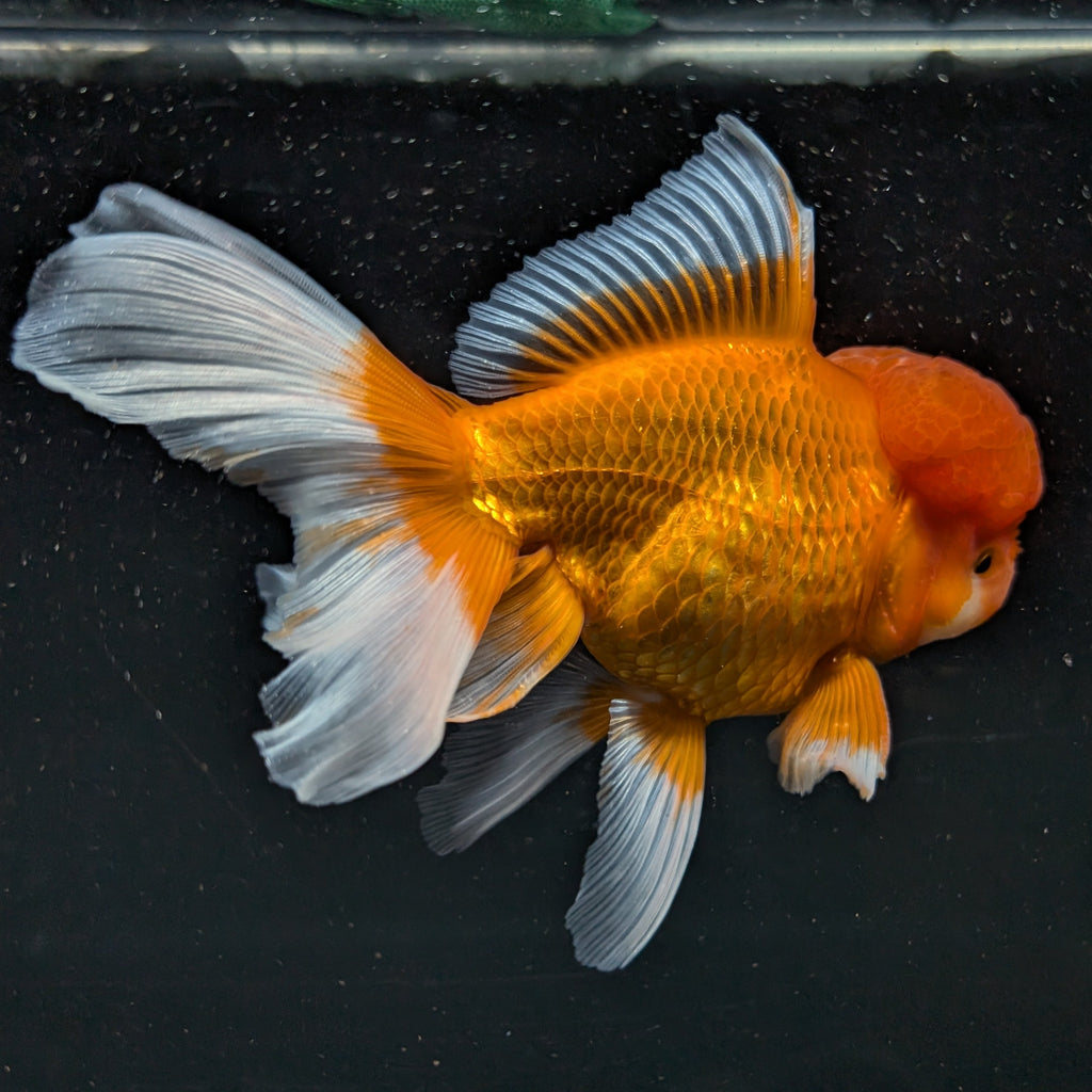 Jumbo Oranda Red White 6.5"-7"in.  ID#515T5B-001