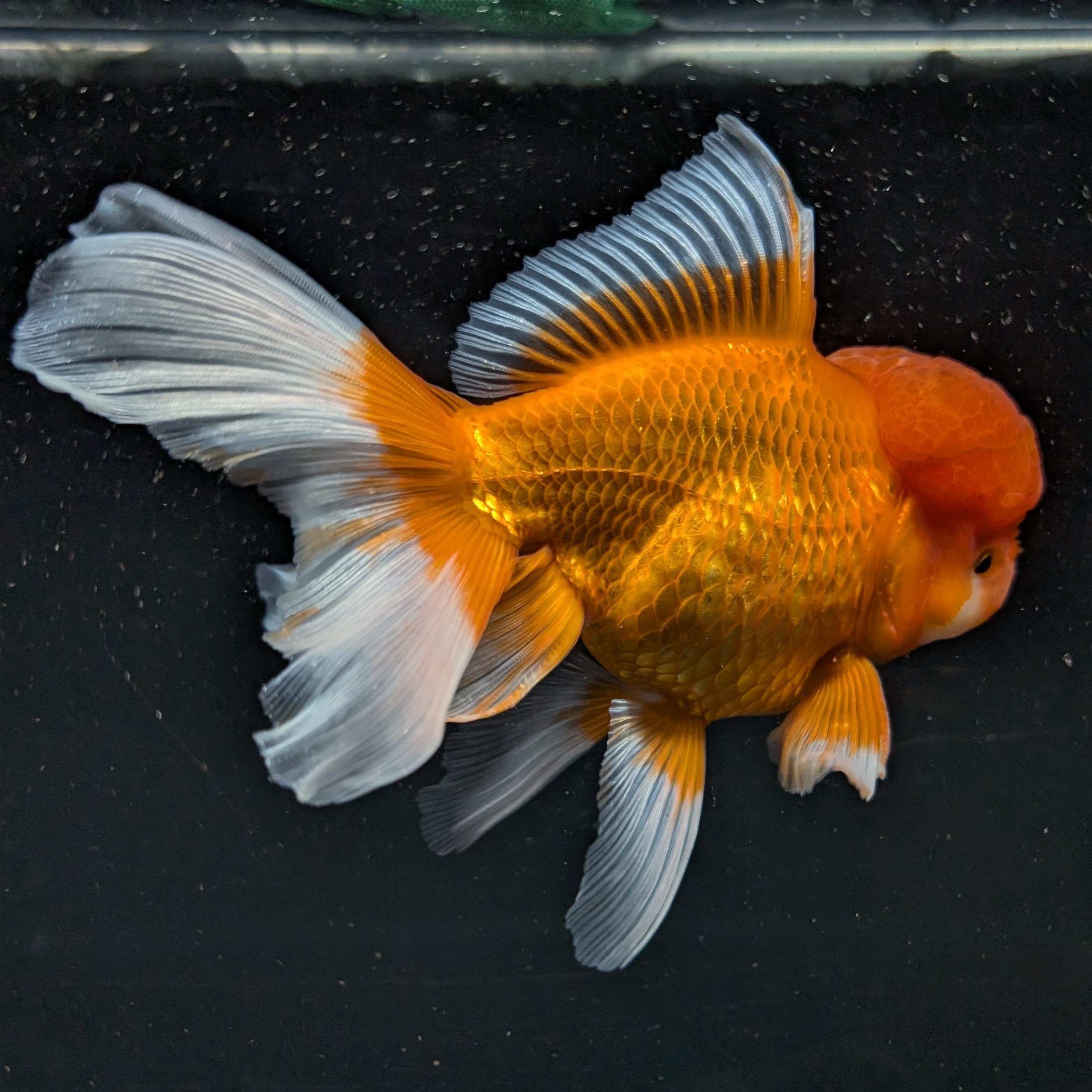 Jumbo Oranda Red White 6.5"-7"in.  ID#515T5B-001