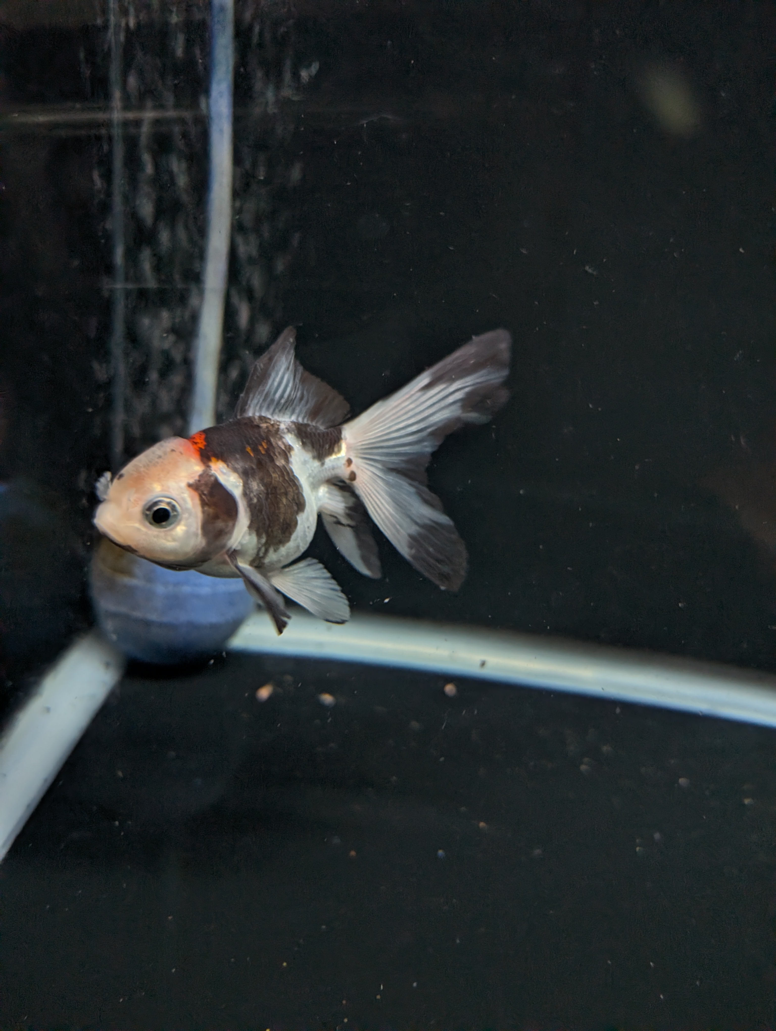 Juvenile Oranda  Tricolor 3"-3.5"in.  ID#619T1A-011