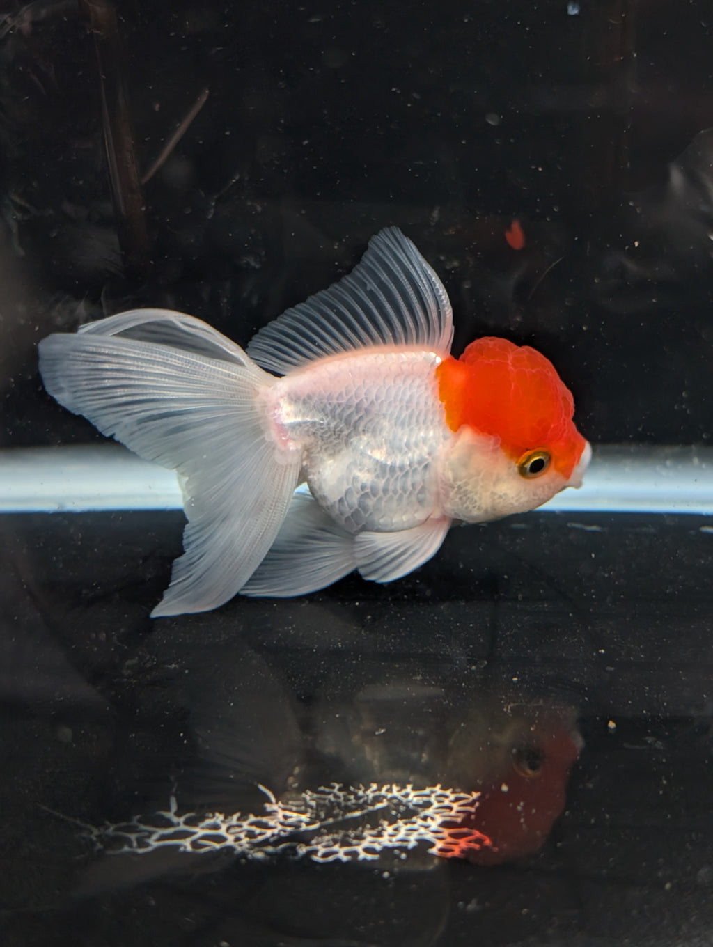 TOAD *Boss 415  Juvenile Oranda Red Cap 3.5"-4" in.  ID#410T8A-020