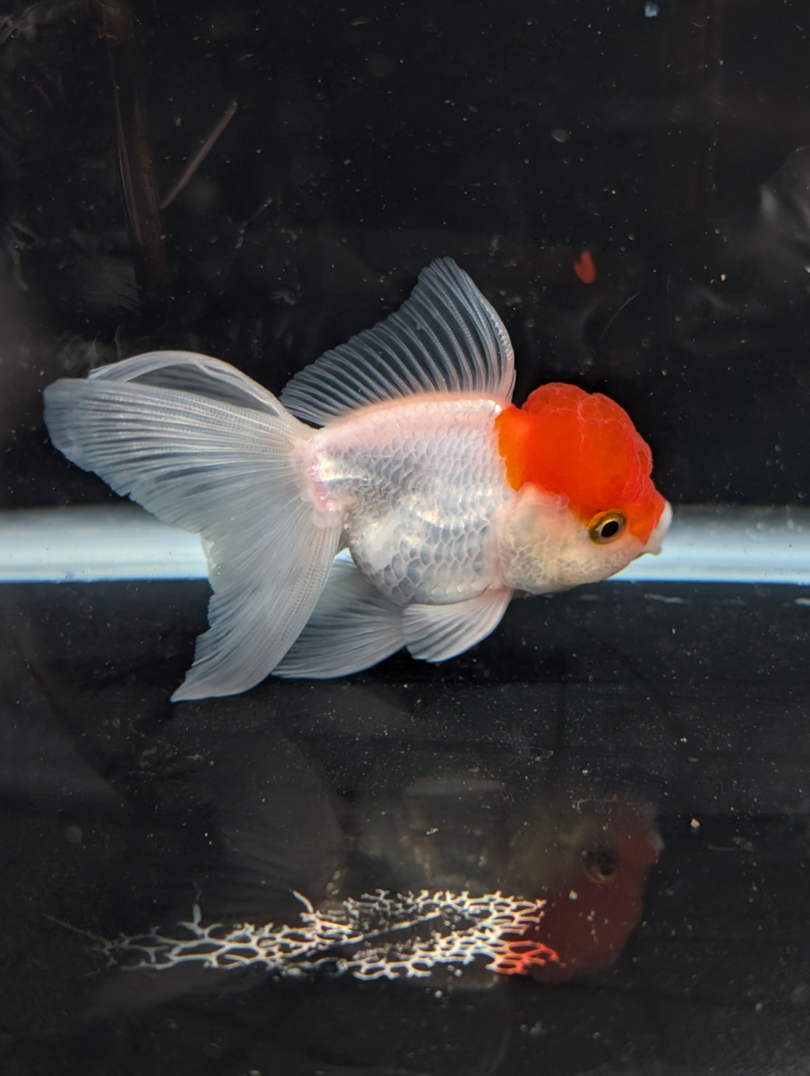 TOAD *Boss 415  Juvenile Oranda Red Cap 3.5"-4" in.  ID#410T8A-020