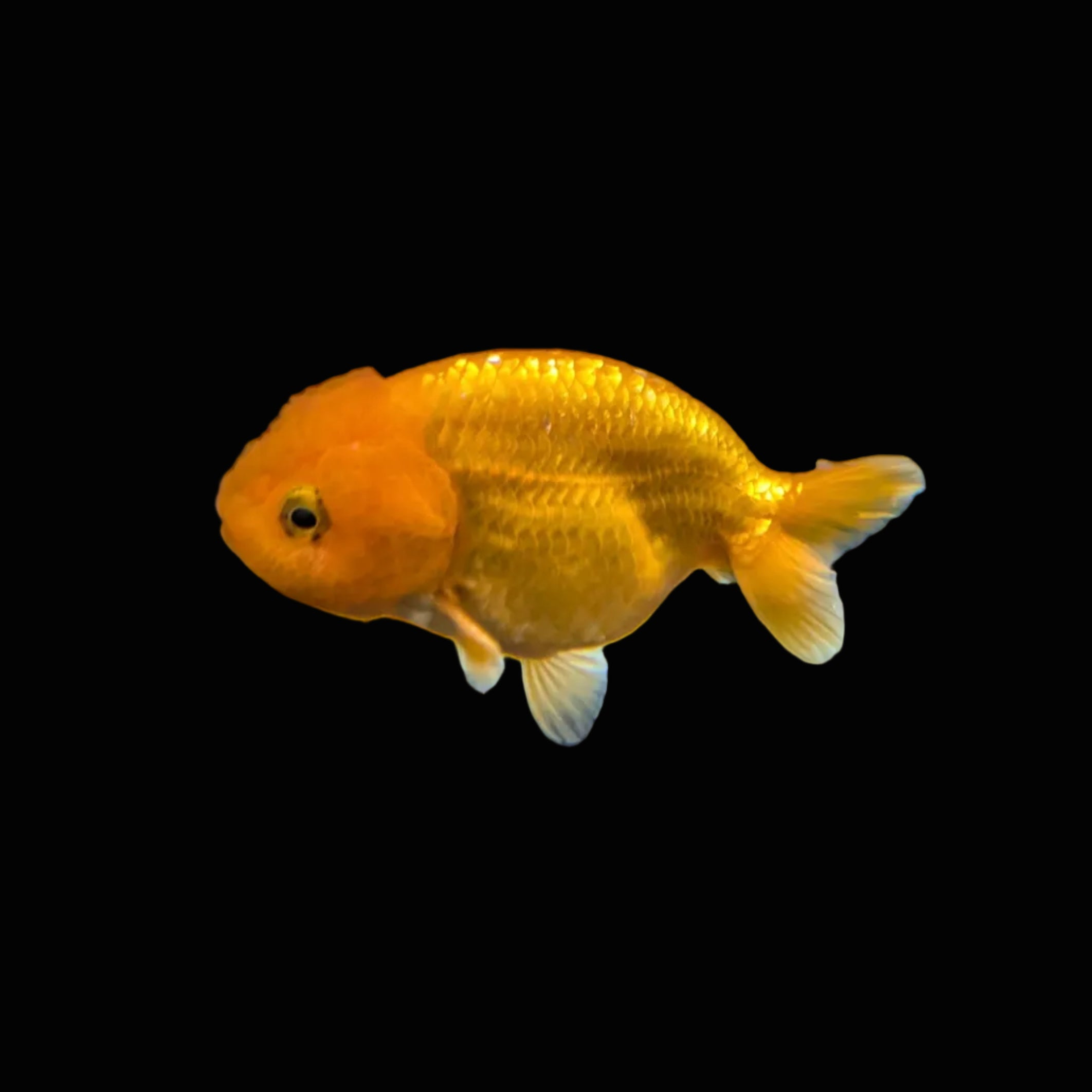 Ranchu Red White 3"-3.5" in. ID#3201A-002