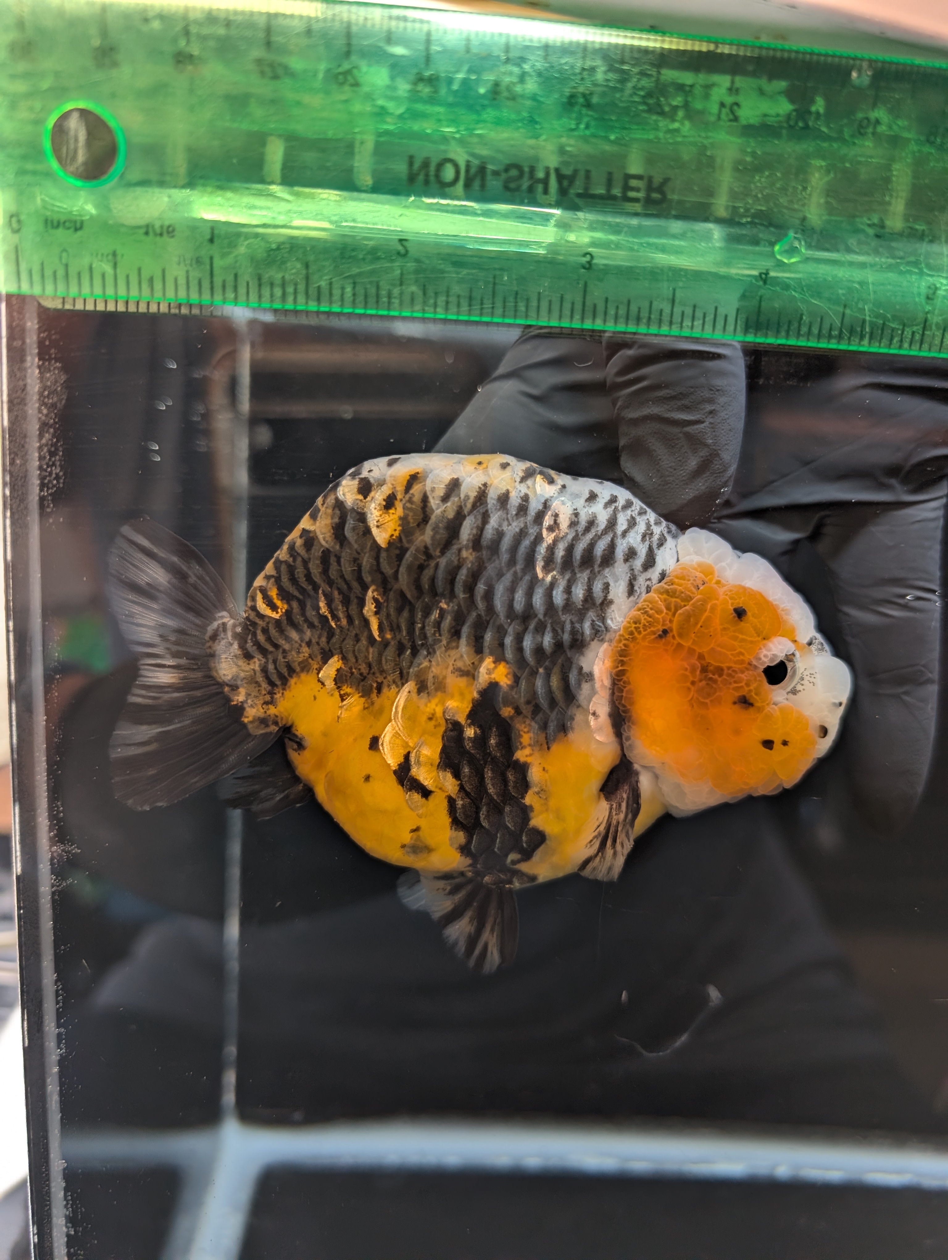 Jumbo Ranchu Kirin Calico 4.5"-5" in. ID#814R8A-023