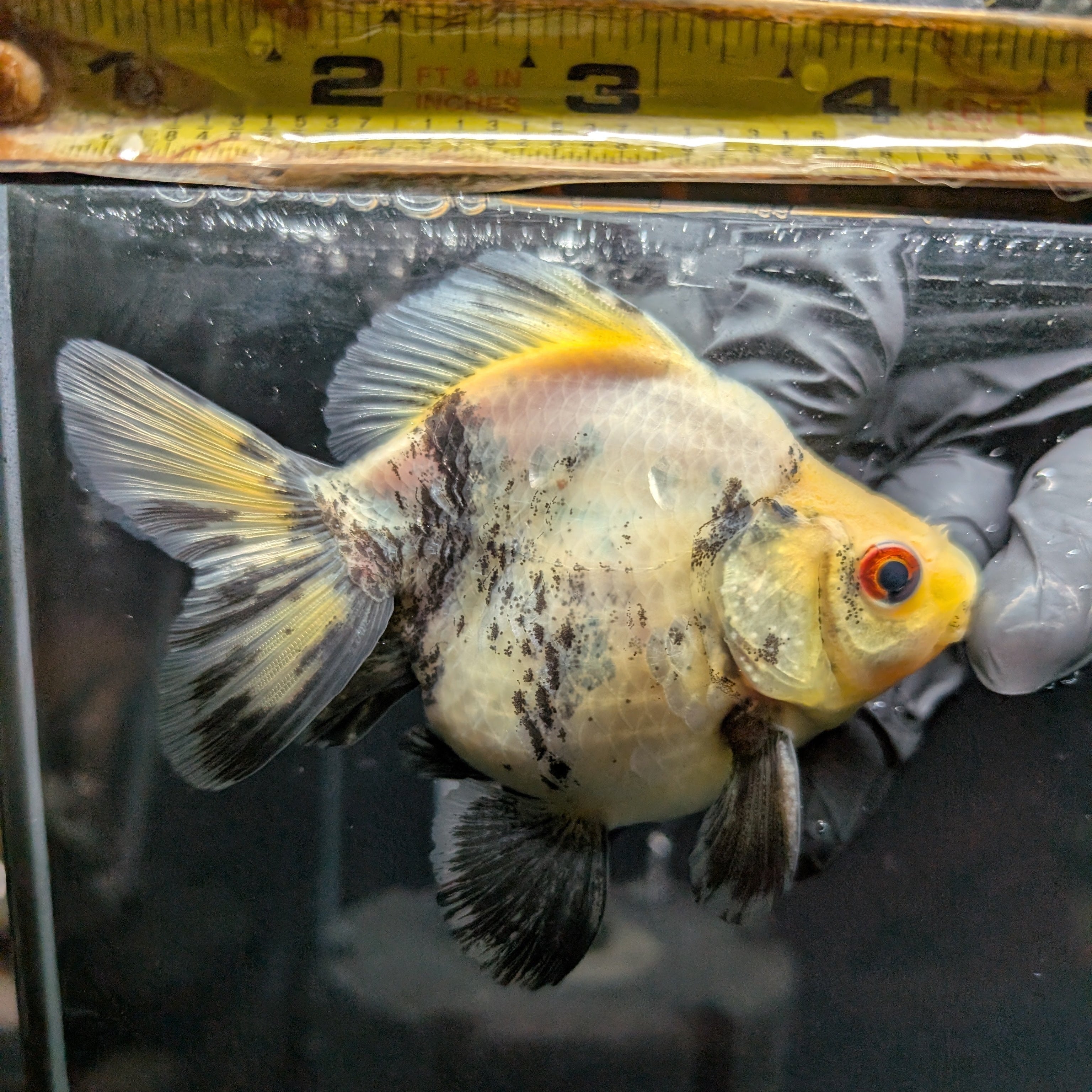 Jumbo Ryukin Short Tail White Tiger Calico 4"-4.5" in. ID#5015B-012
