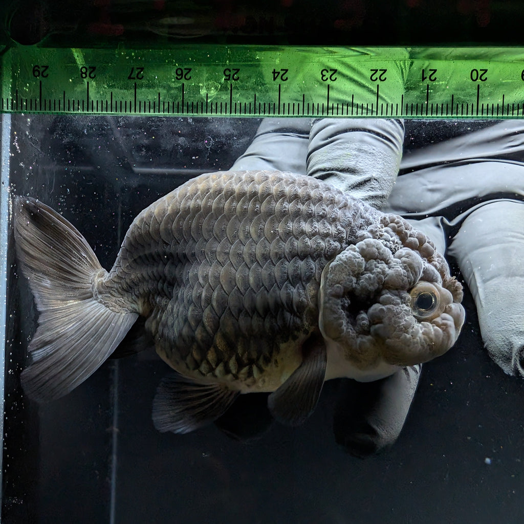 Jumbo Ranchu Black 3.5"- 4" in. ID#710R8A-025
