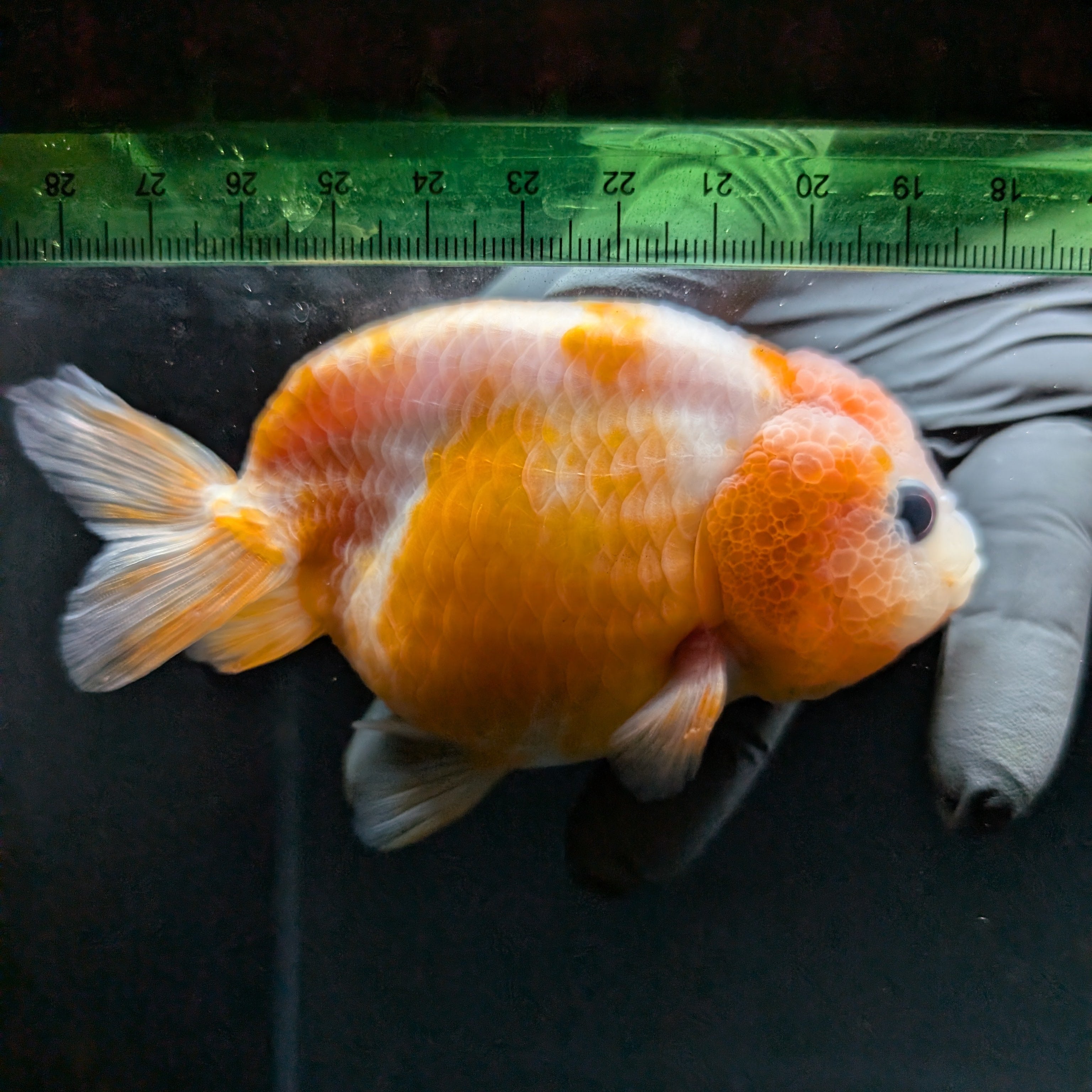 Jumbo Ranchu Sakura 3.5"- 4" in. ID#710R8A-026