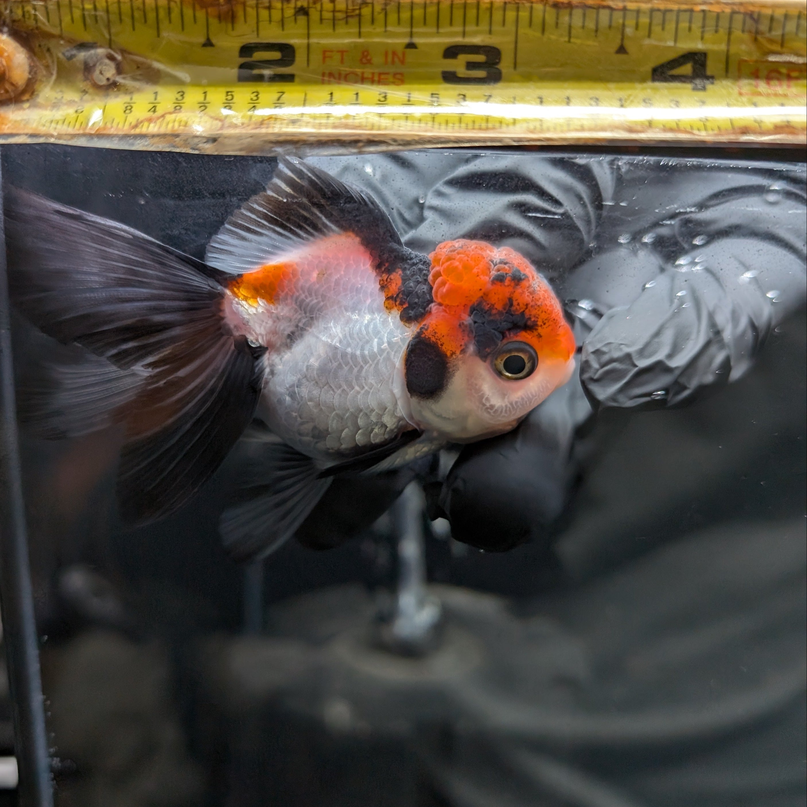 Juvenile Oranda Tricolor 3.5"-4" in.  ID#424T1A-009