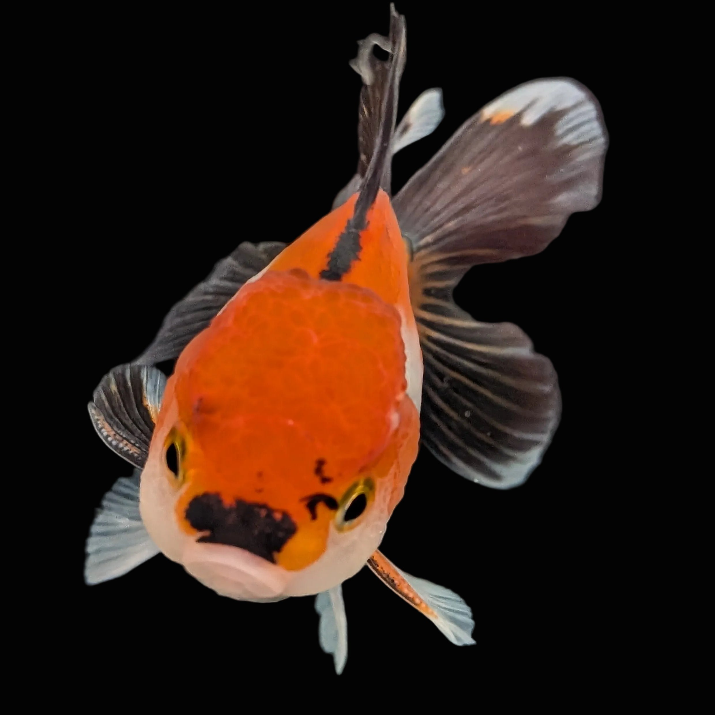 Juvenile Oranda Tricolor 3.5"-4" in.  ID#410T8A-015
