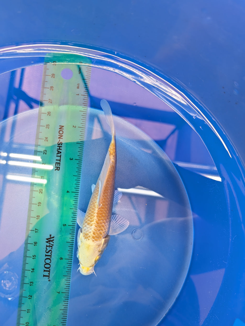 Yamabuki Ogon Koi  5"-6"in. ID#806BFK-011