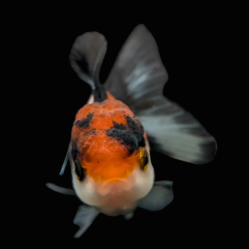 Juvenile Oranda Tricolor 3.5"-4" in.  ID#424T1A-009