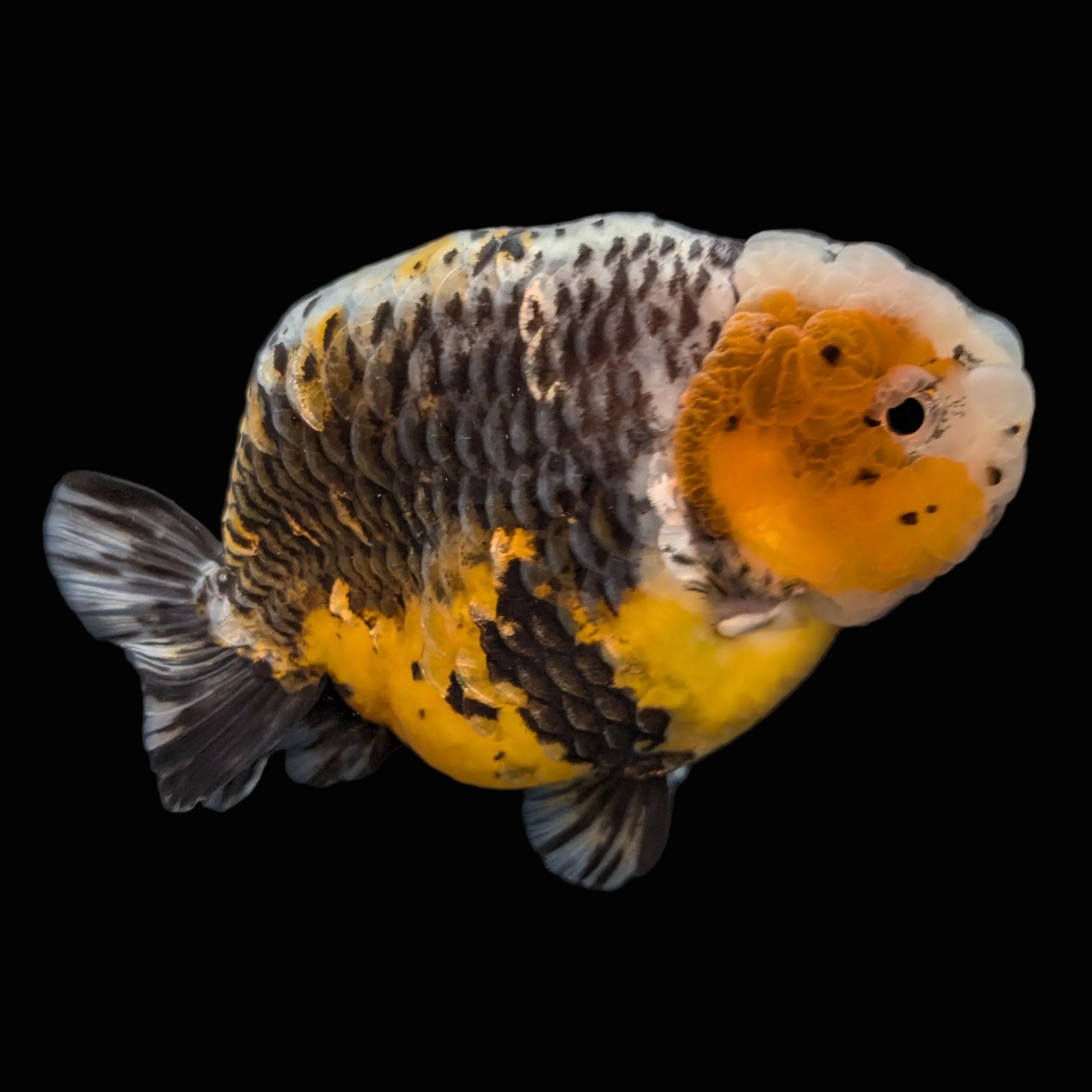 Jumbo Ranchu Kirin Calico 4.5"-5" in. ID#814R8A-023