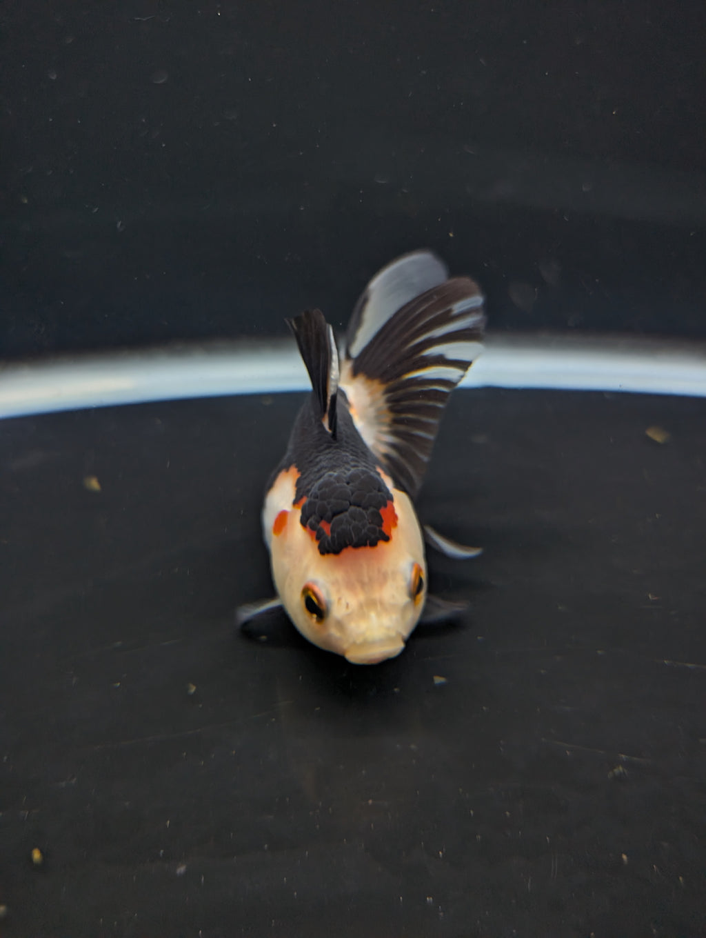 Juvenile Thai Oranda Tricolor Panda 3.5"in.  ID#821T1A-024