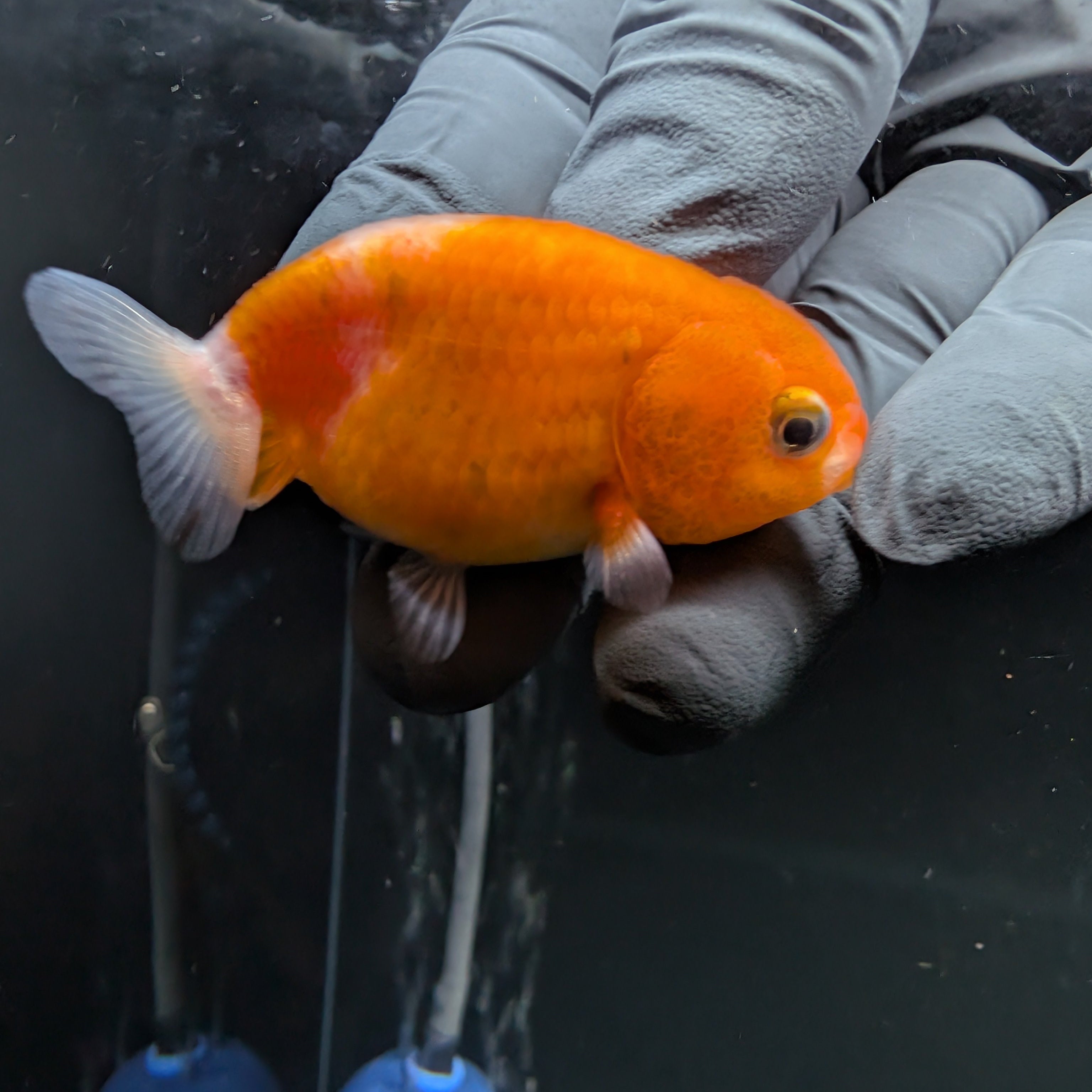 Baby Ranchu Sakura 2.5"-3" in. ID#522R4A-005