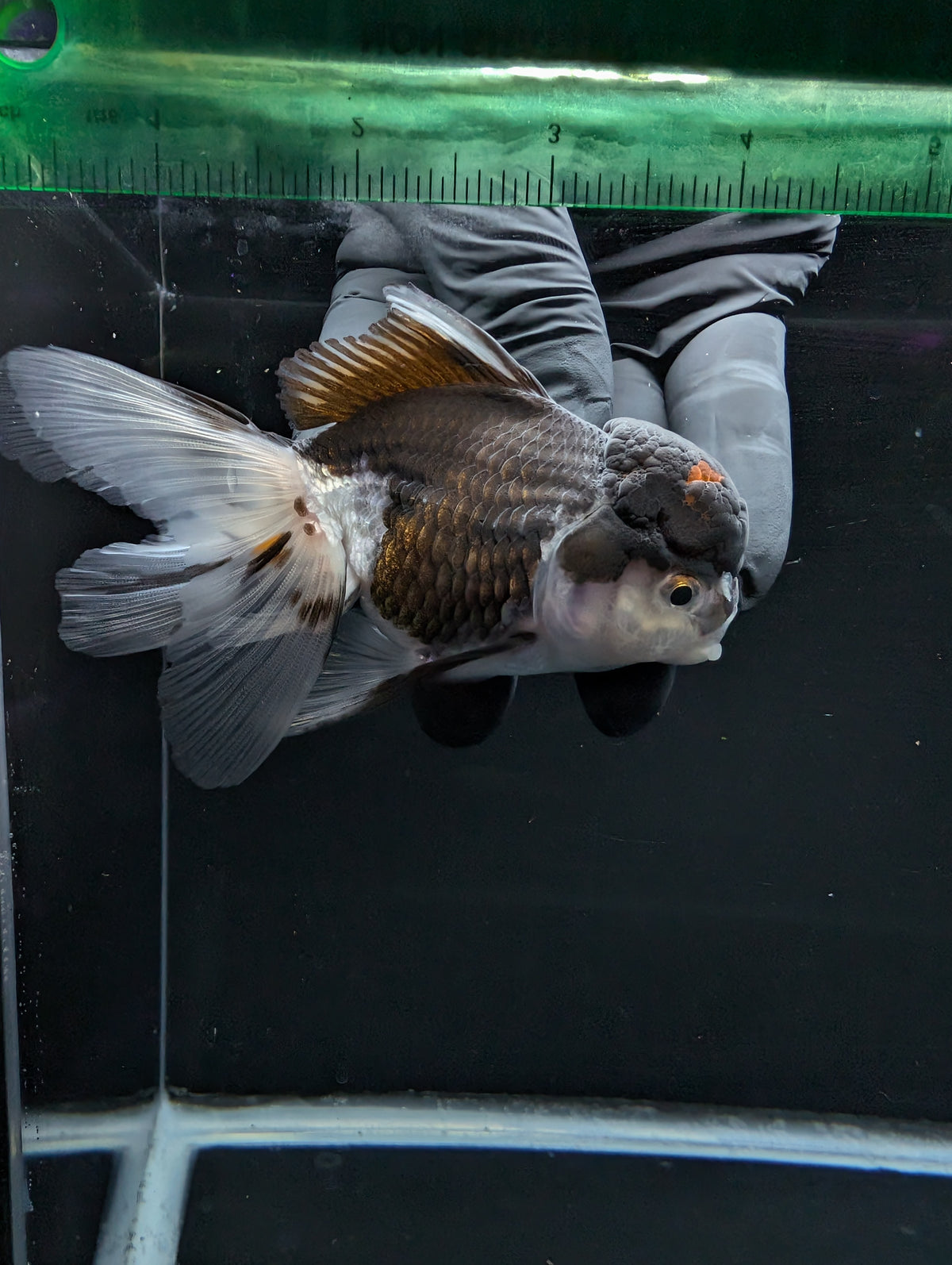Thai Oranda Panda 4"-4.5"in.  ID#1023T1A-024