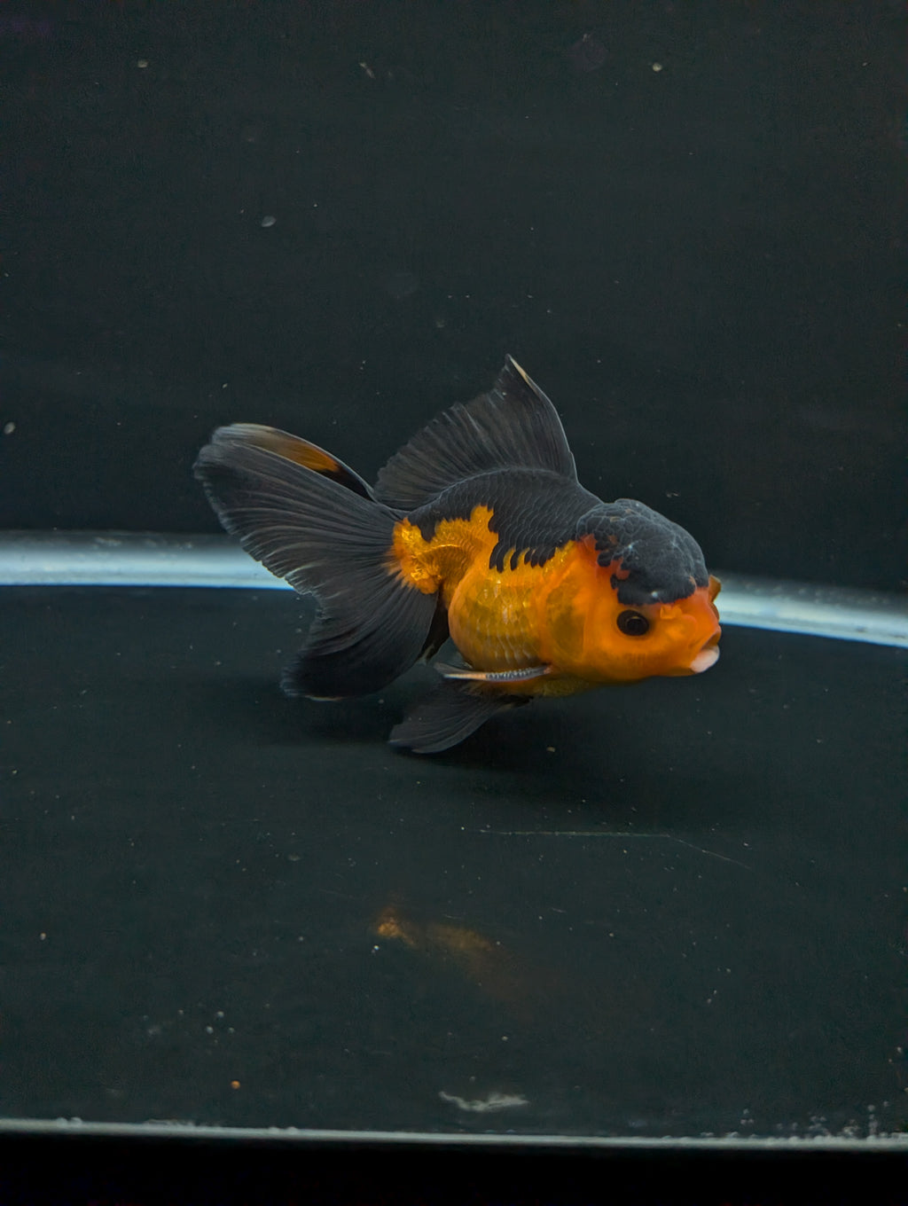 Thai Oranda Red Black 4"-4.5"in.  ID#1016T1A-004