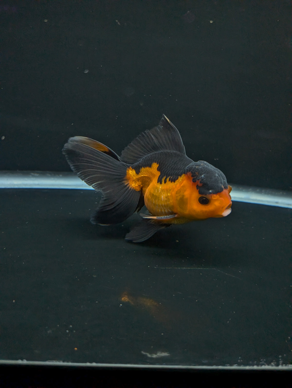 Thai Oranda Red Black 4"-4.5"in.  ID#1016T1A-004