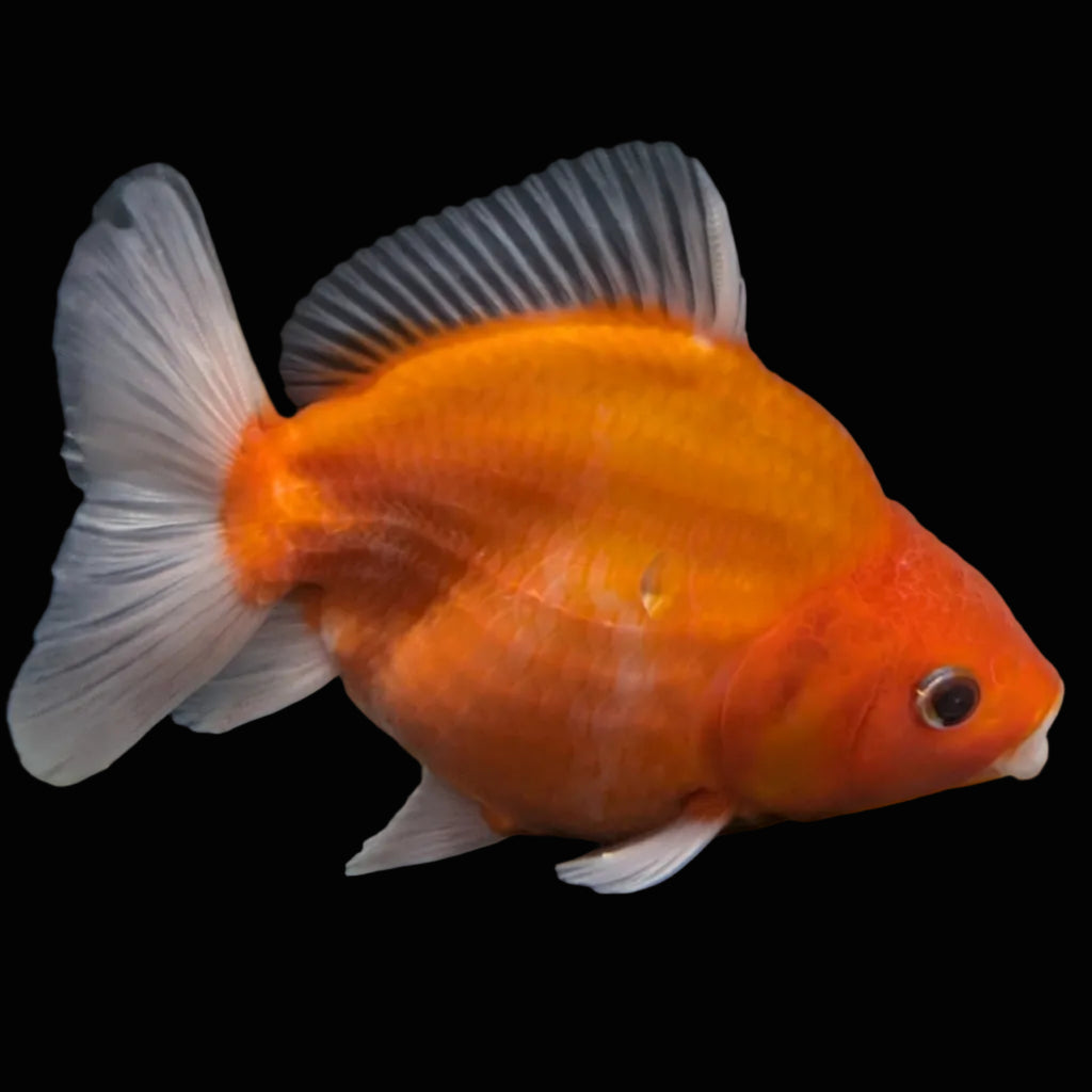 Jumbo Oranda Yuan Bao Sakura   4"-4.5"in. ID#807SB13A-004