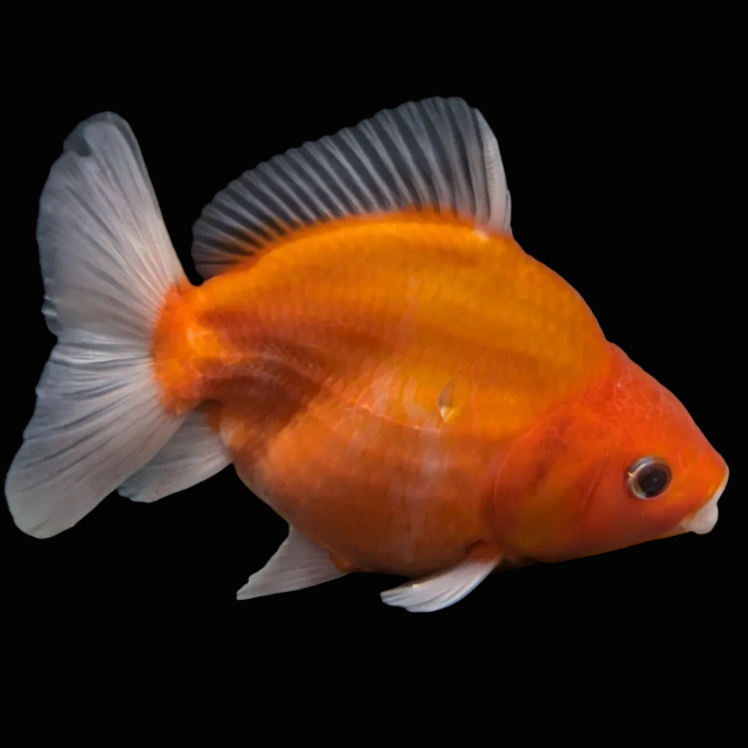 Jumbo Oranda Yuan Bao Sakura   4"-4.5"in. ID#807SB13A-004