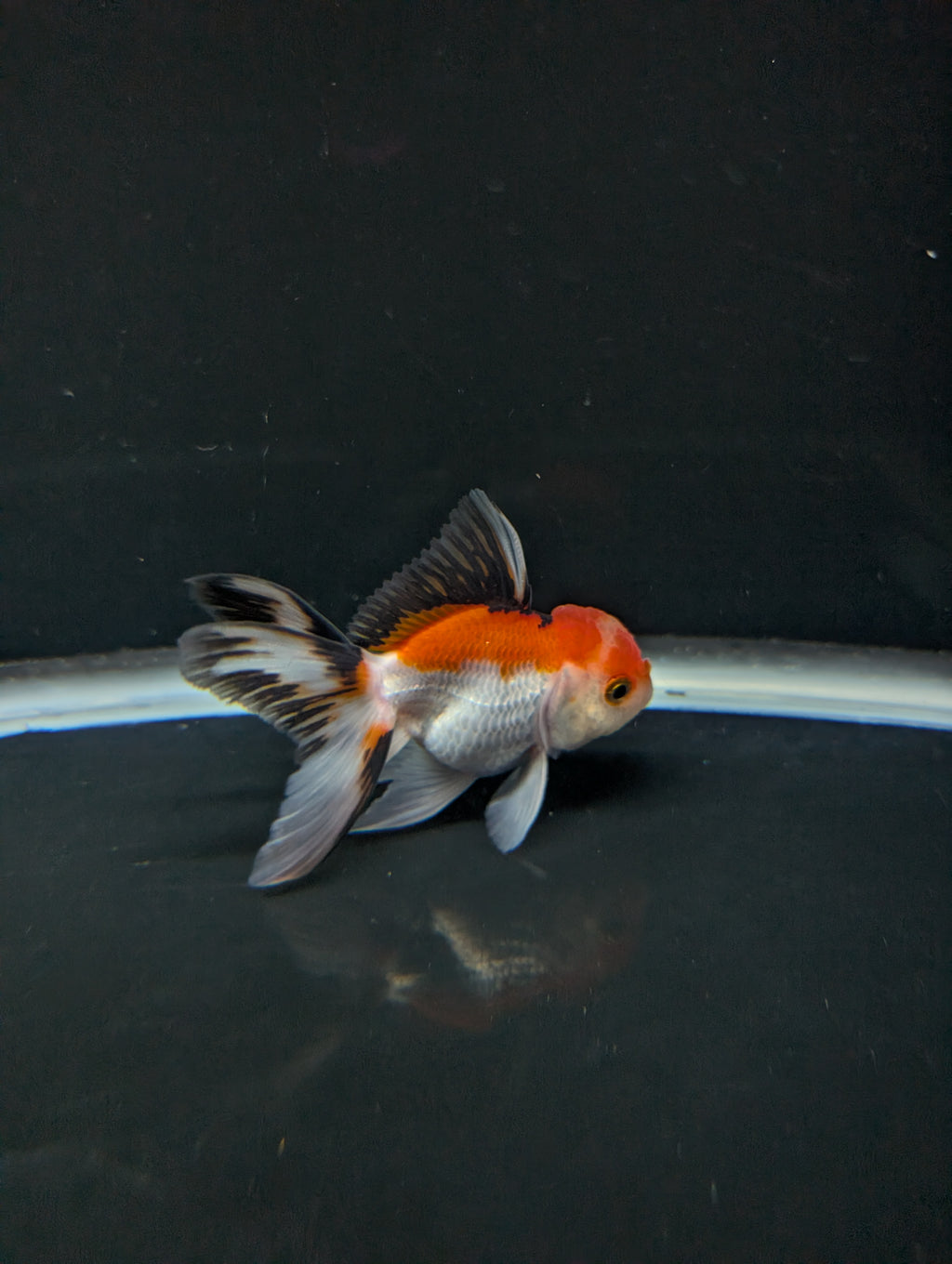 Juvenile Thai Oranda Tricolor 3"in.  ID#821T1A-021