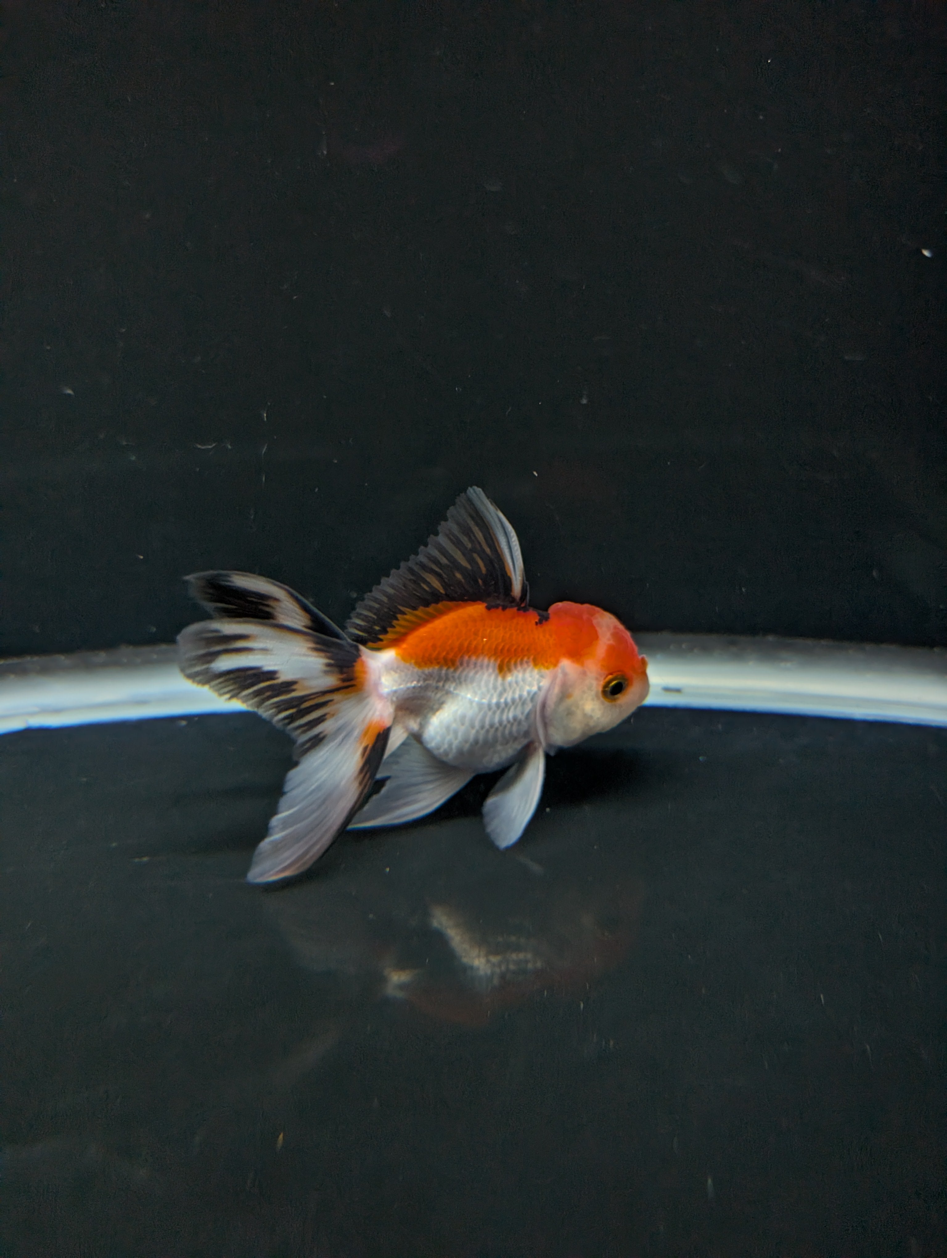 Juvenile Thai Oranda Tricolor 3"in.  ID#821T1A-021
